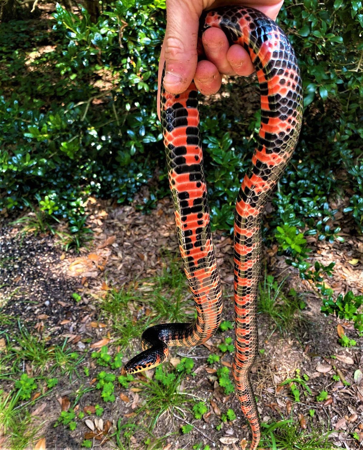 Mud Snake Dangling On A Hand Background