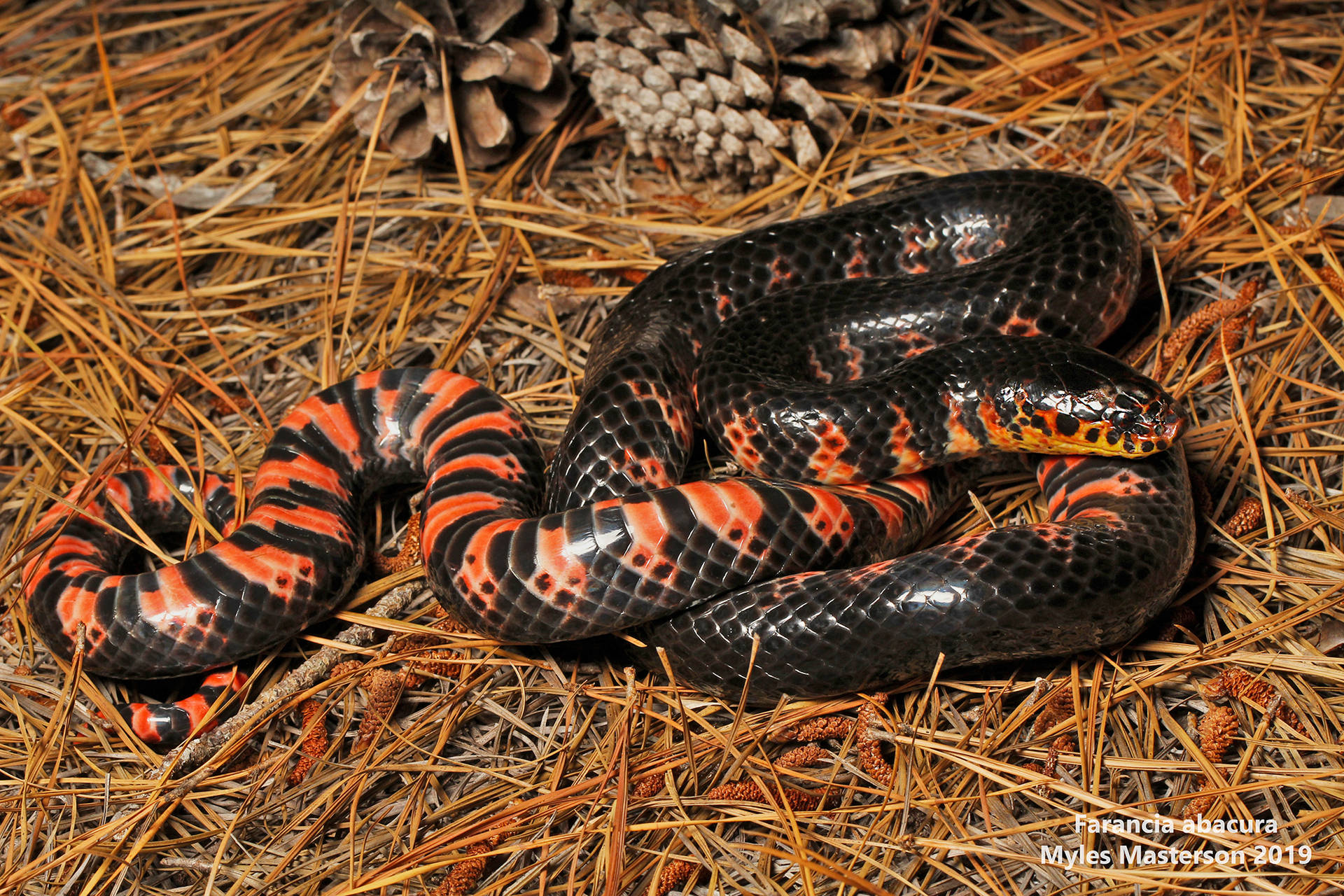 Mud Snake Docile Snake Species Background