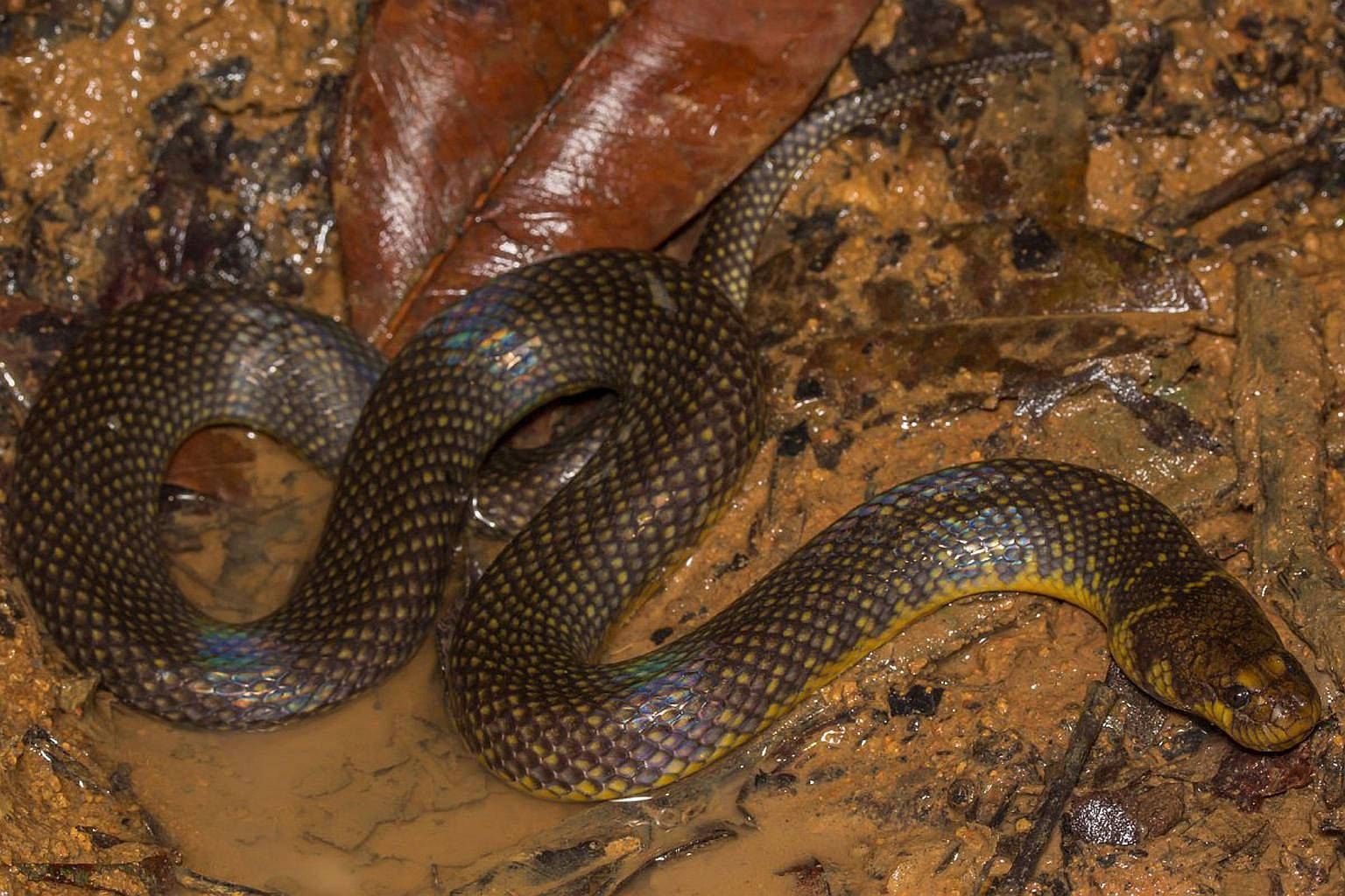 Mud Snake In Muddy Water Background