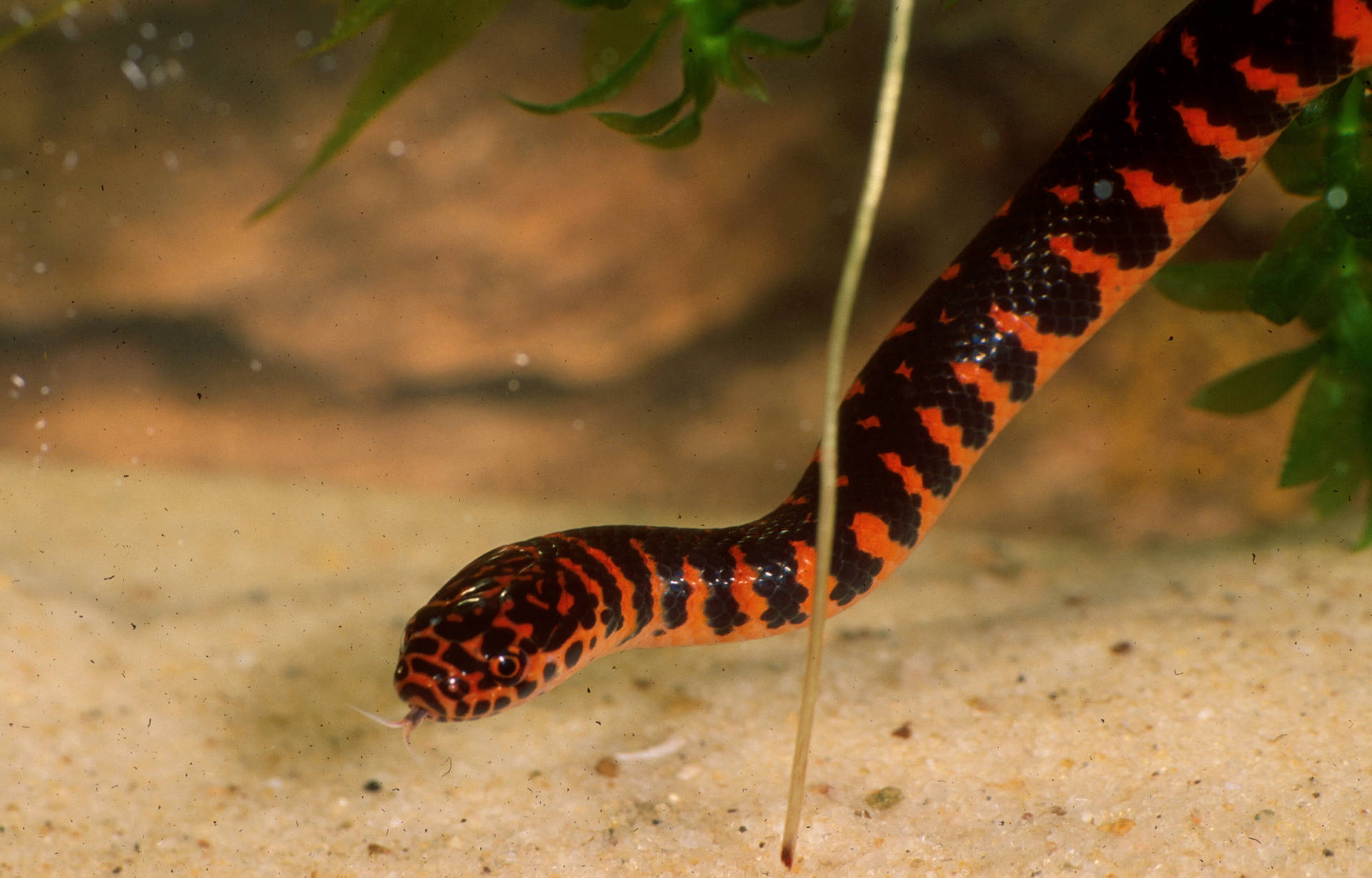 Mud Snake Inside An Aquarium Background