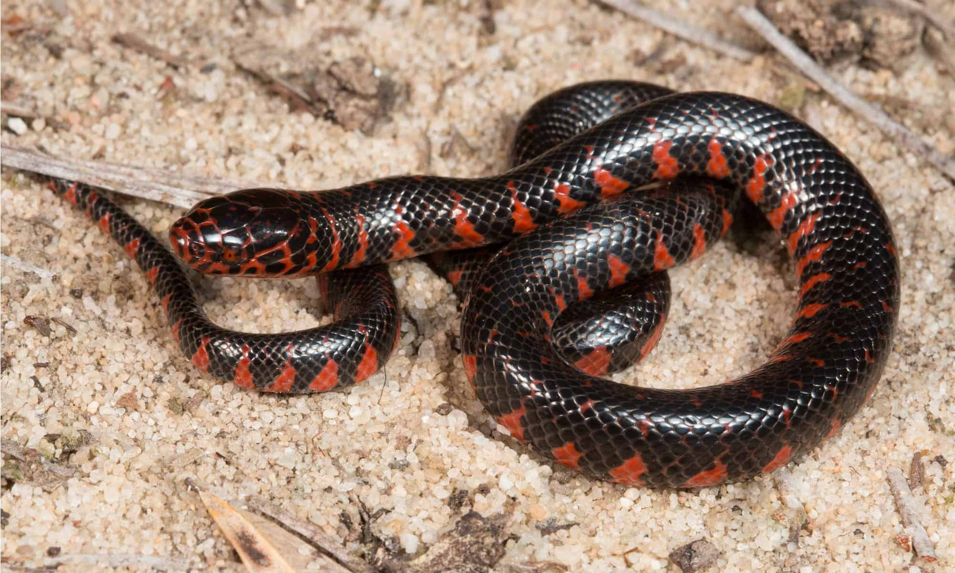 Mud Snake Non-venomous Reptile Background