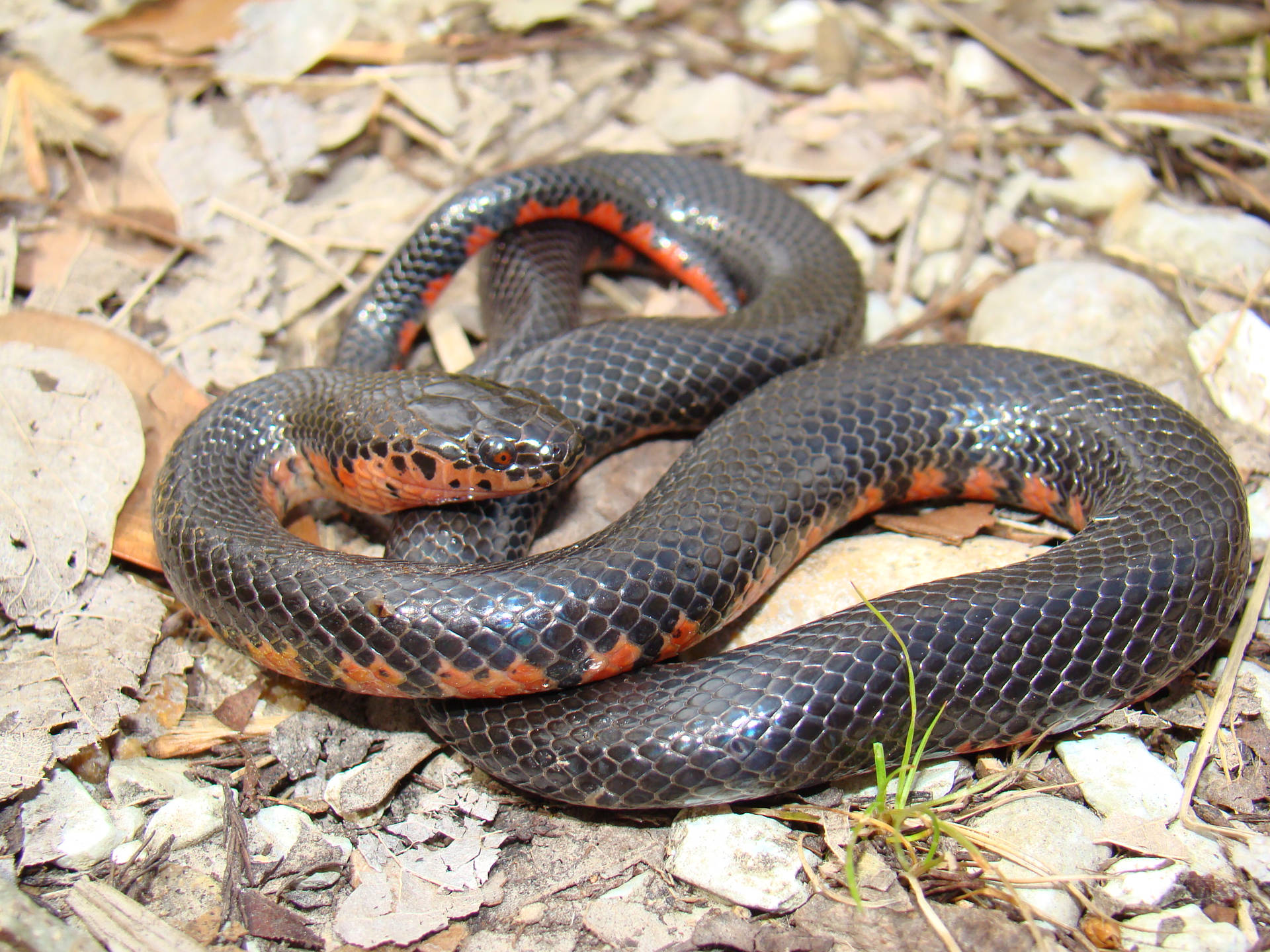 Mud Snake On A Rocky Ground Background