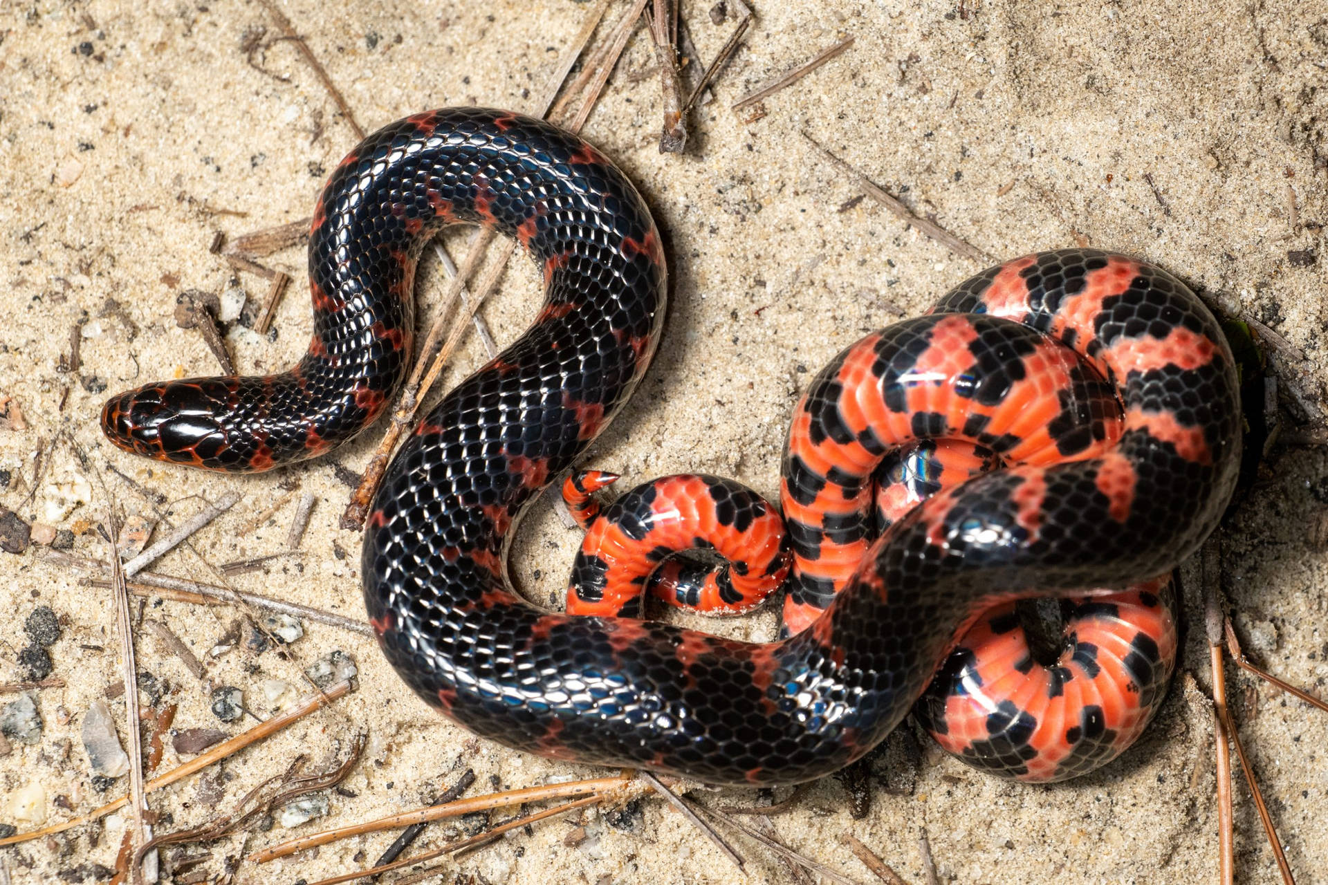 Mud Snake On A Sandy Ground Background