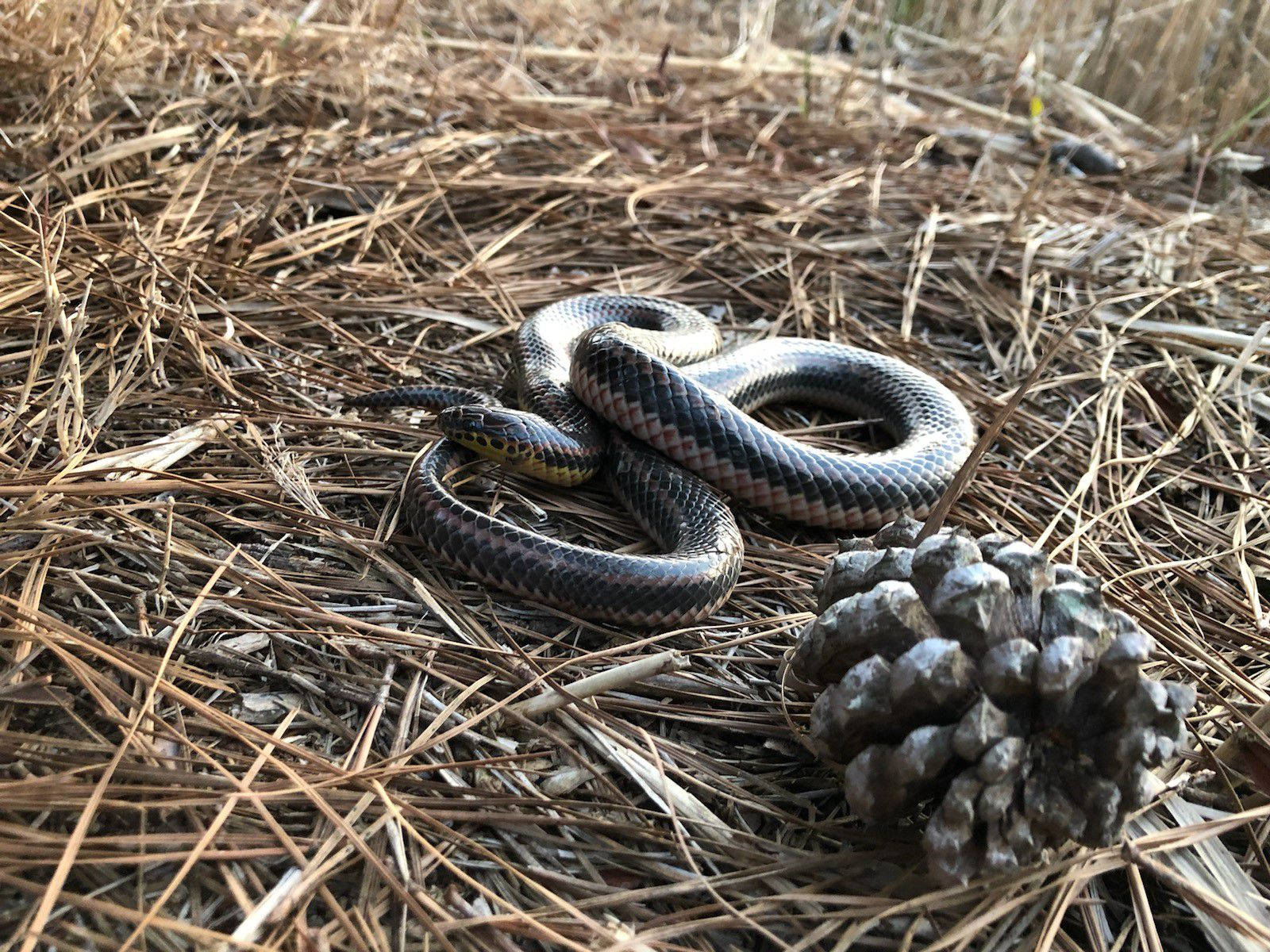 Mud Snake On Dried Grass Background