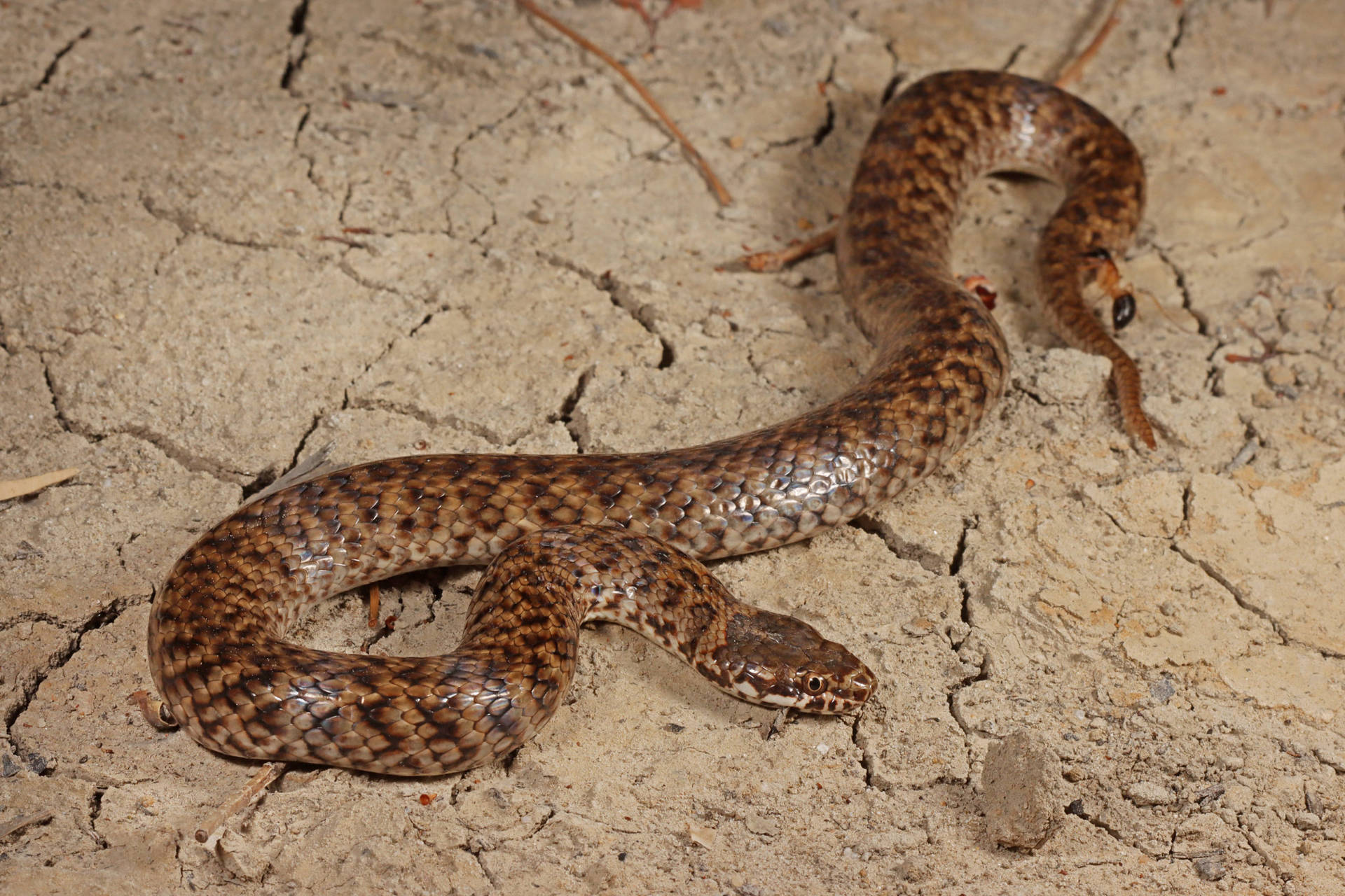 Mud Snake On Dried Mud Background