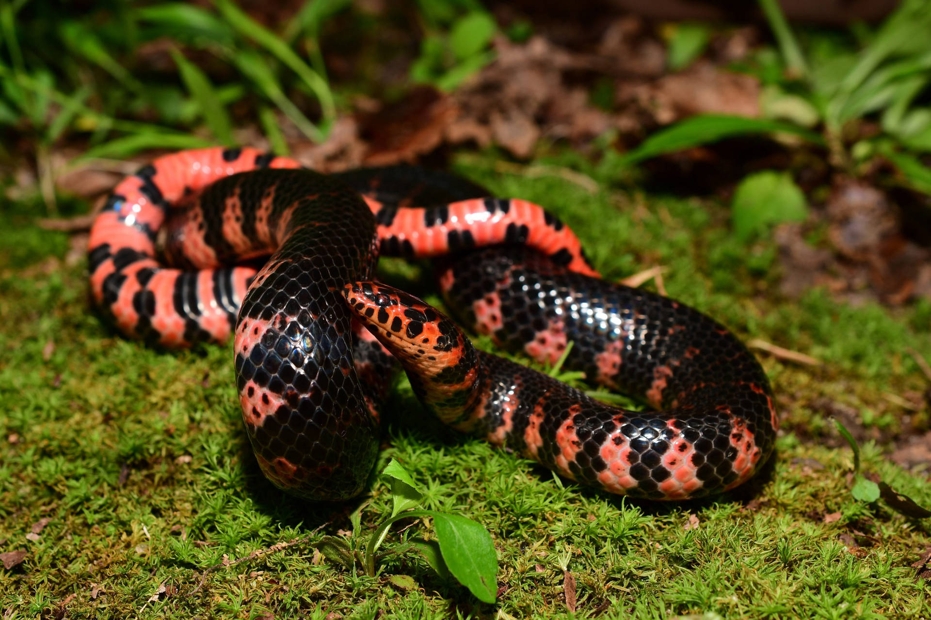 Mud Snake On Mossy Forest Floor Background