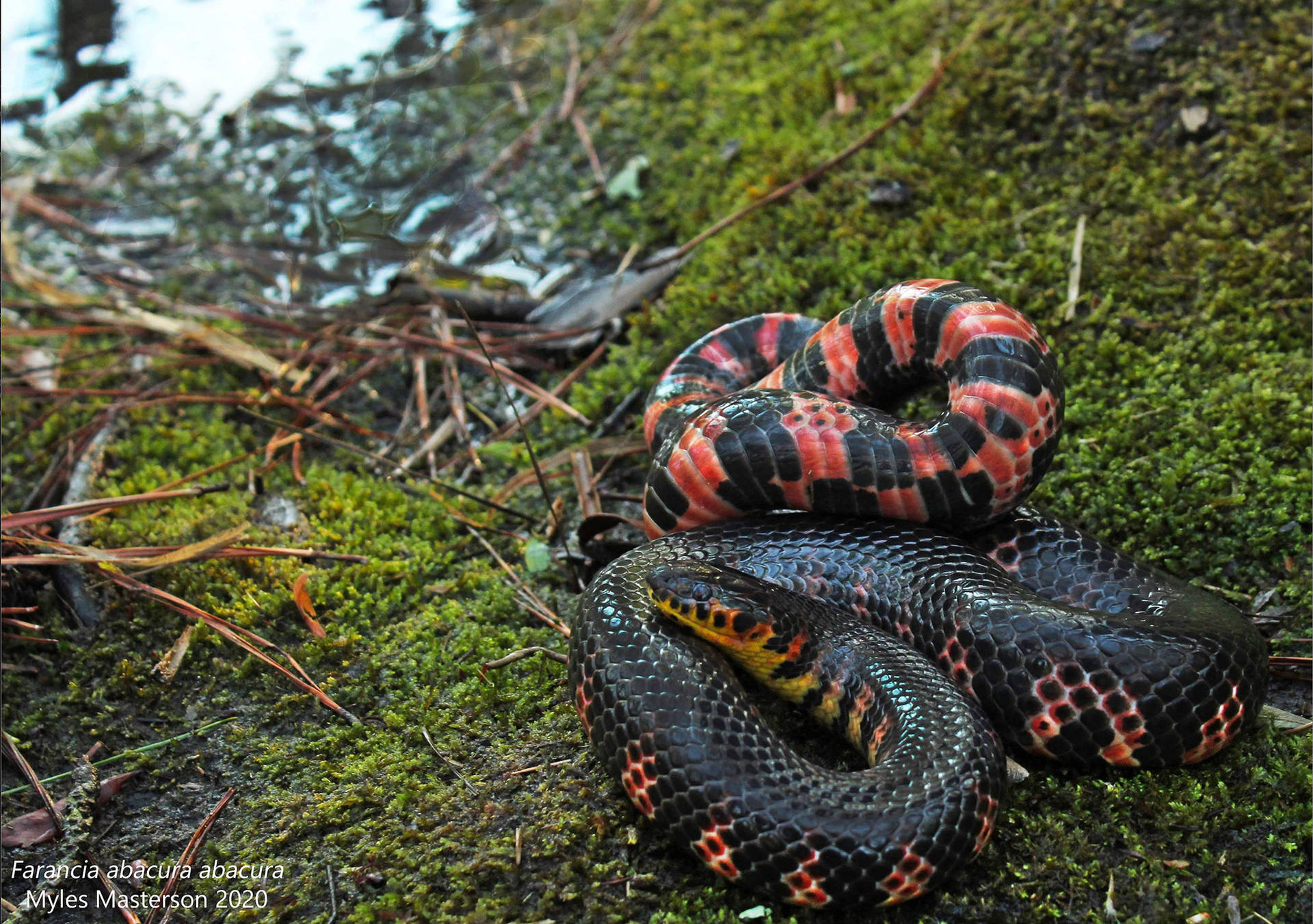 Mud Snake On Mossy Ground Background