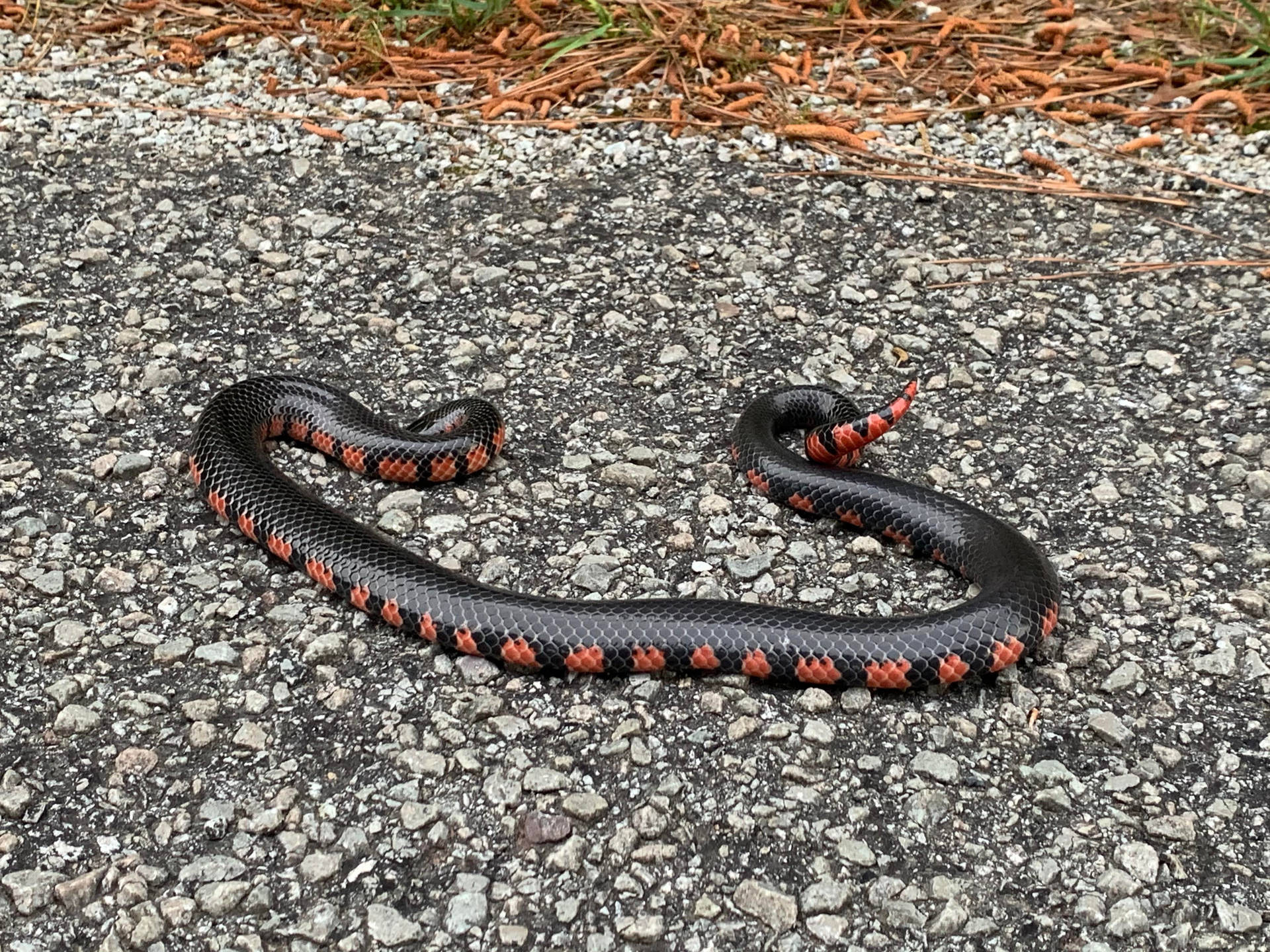 Mud Snake On Rough Gravel Road Background