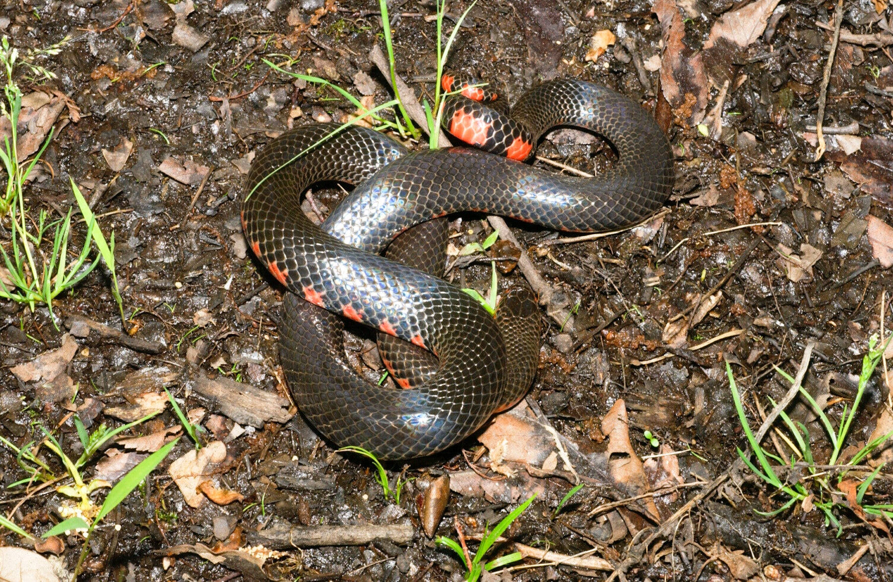 Mud Snake On The Forest Floor Background