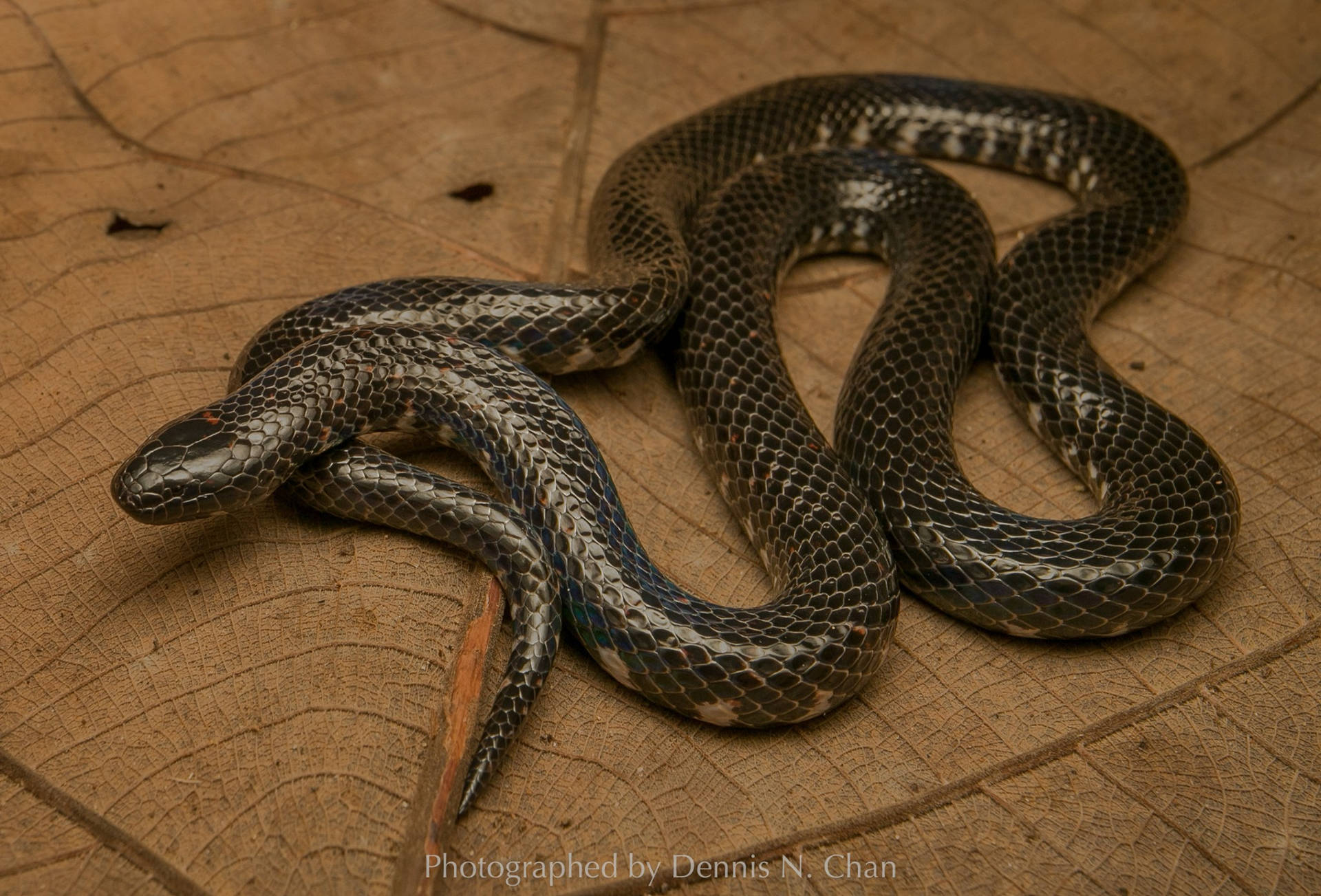 Mud Snake Photograph On A Leaf Background