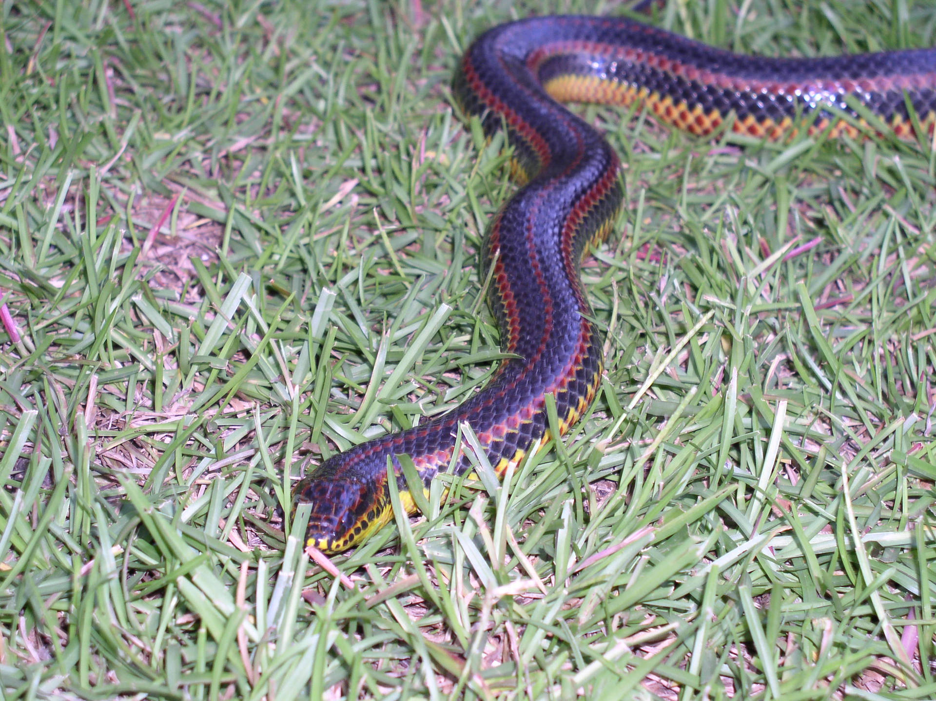 Mud Snake Slithering On The Grass Background