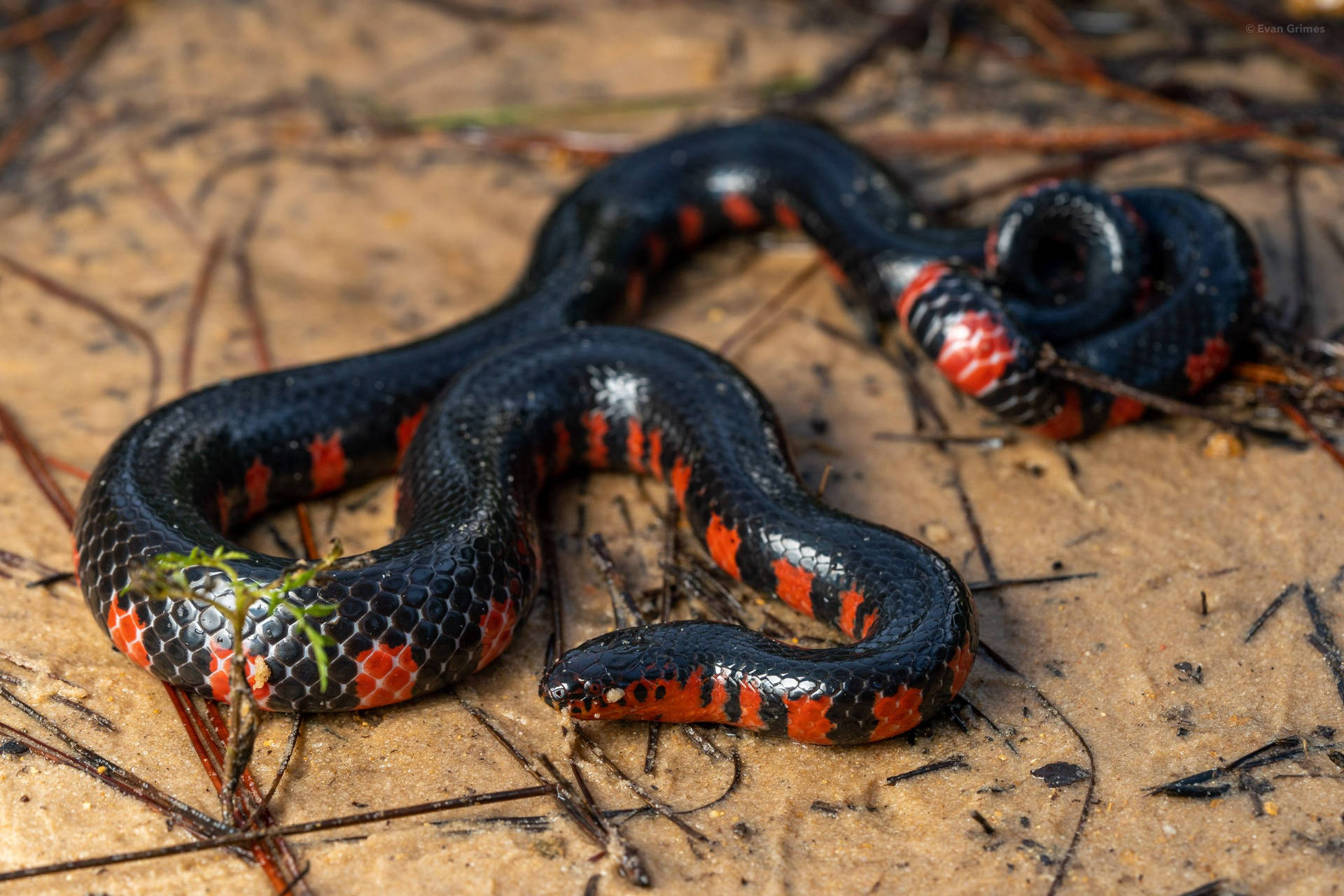 Mud Snake Smooth And Shiny Scales