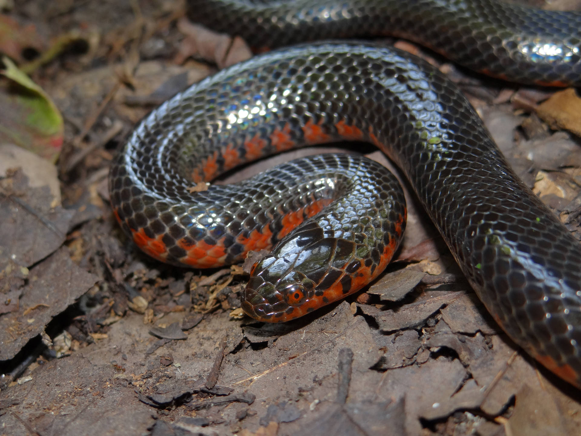 Mud Snake With A Short Head Background