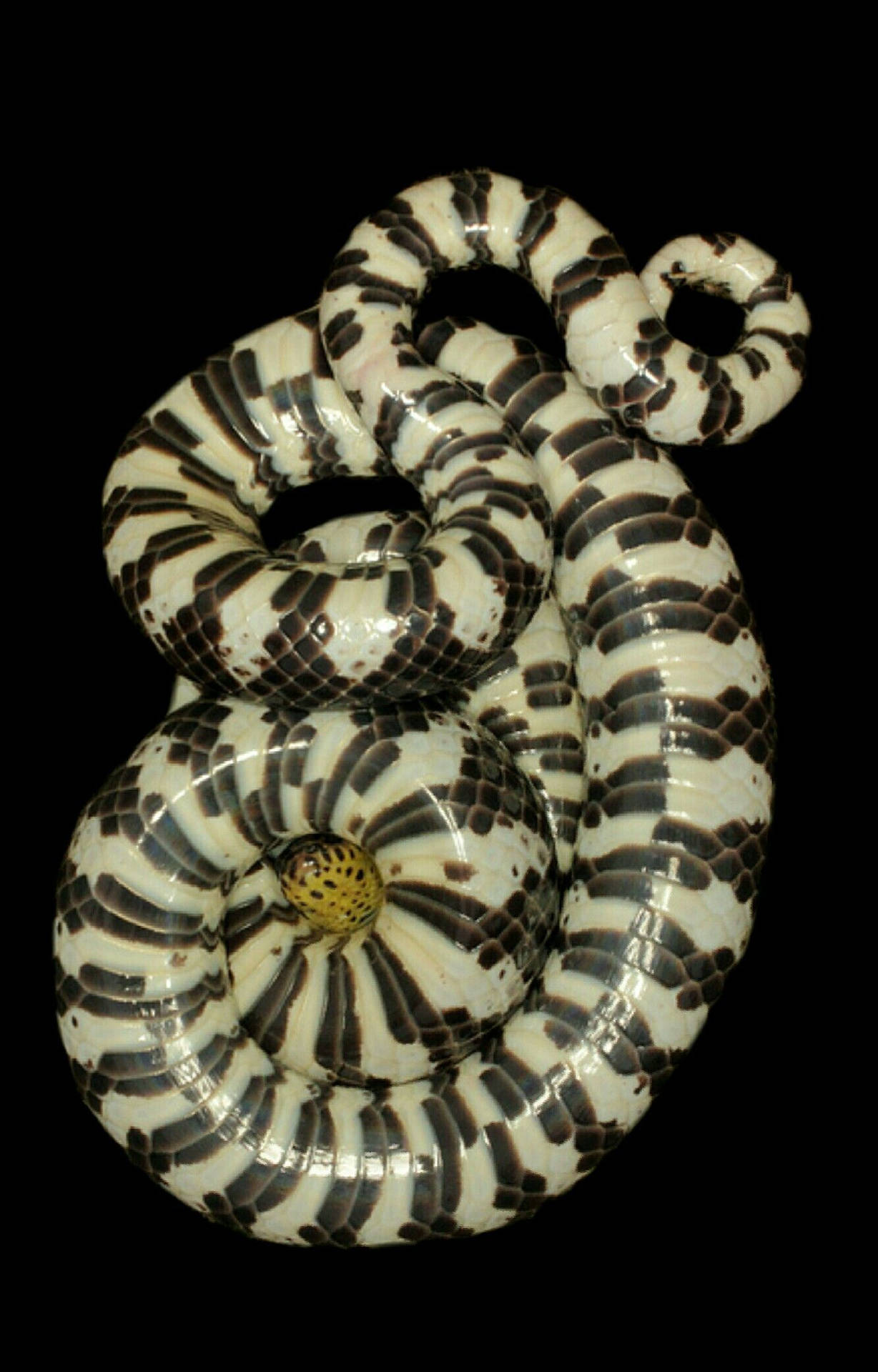 Mud Snake With Black-and-white Pattern Background