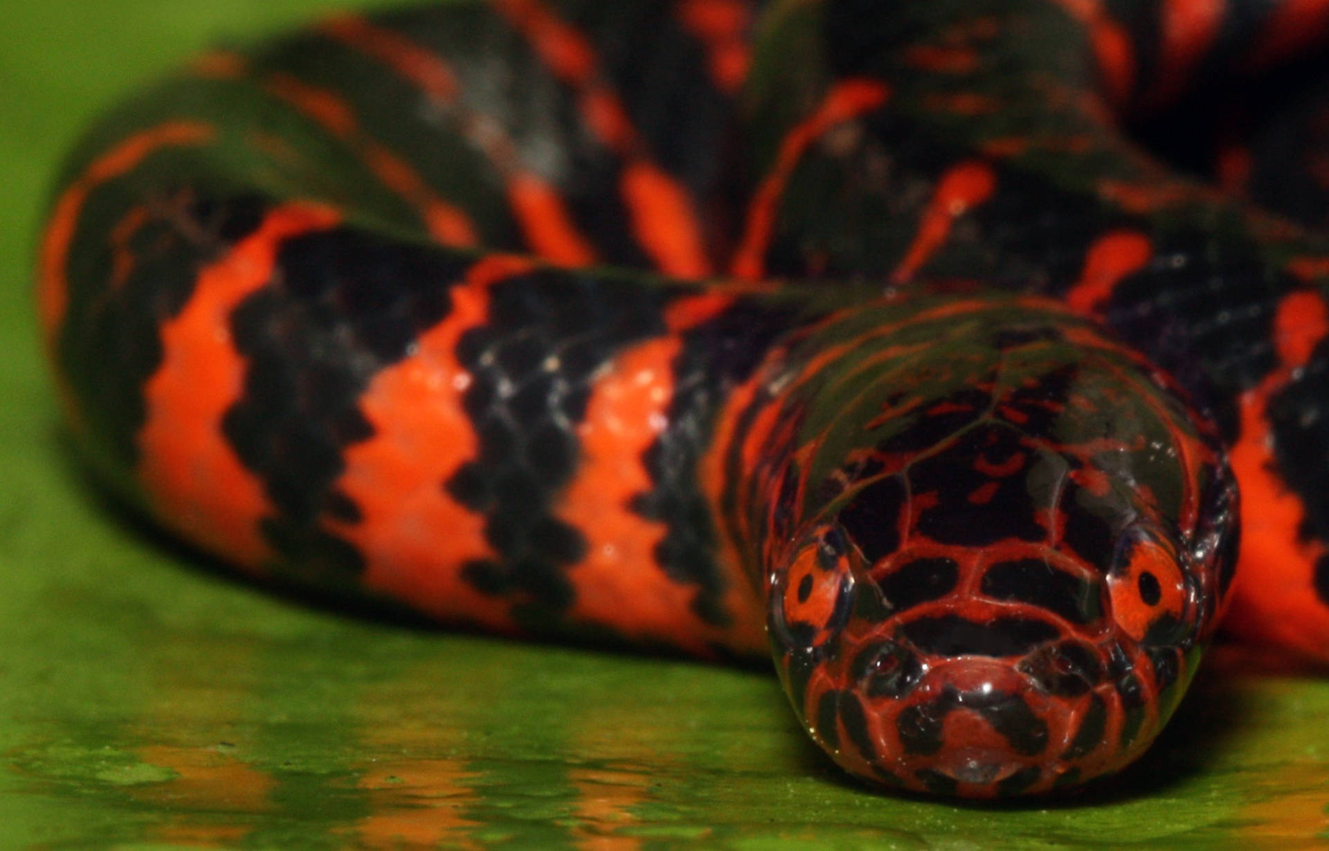 Mud Snake With Blood-red Eyes Background