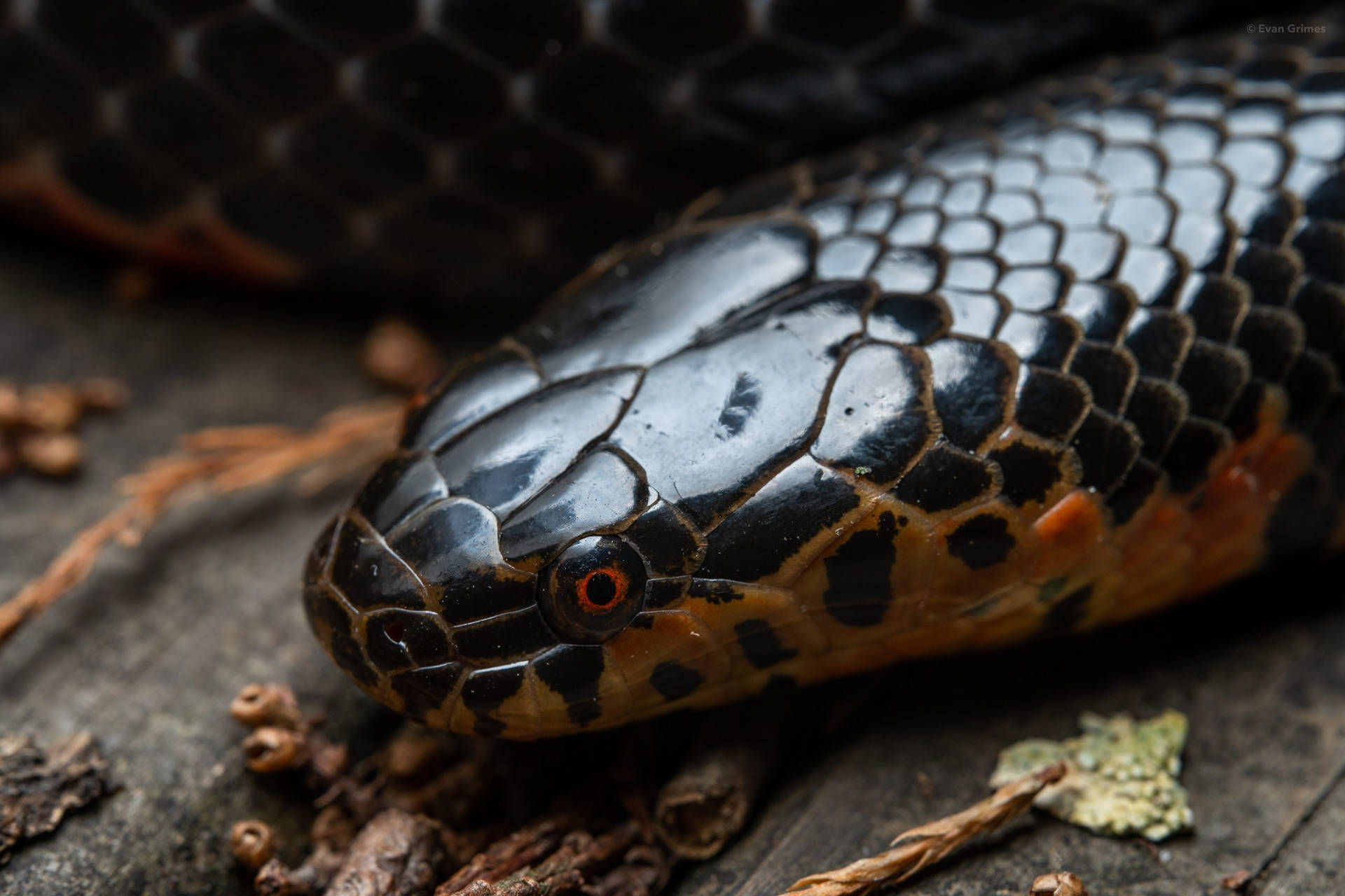 Mud Snake With Glowing Red Eyes Background