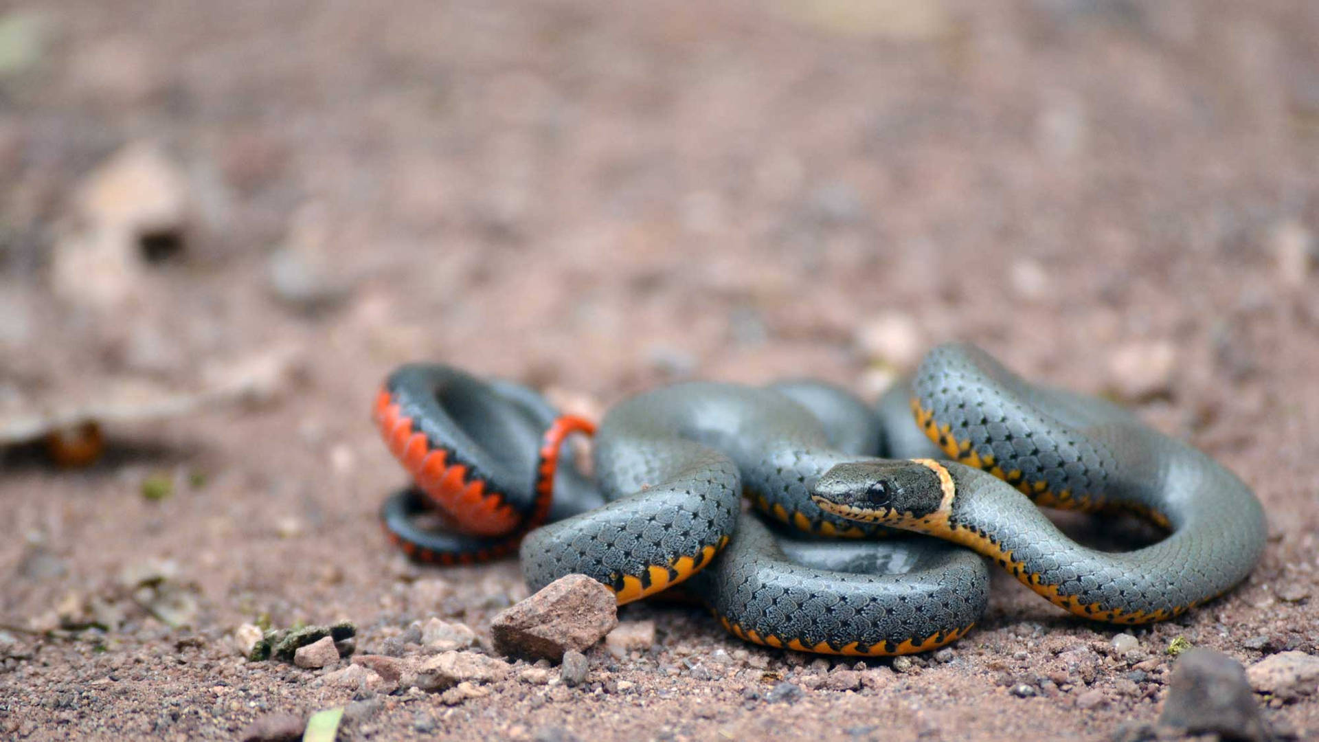 Mud Snake With Grey Top Scales Background