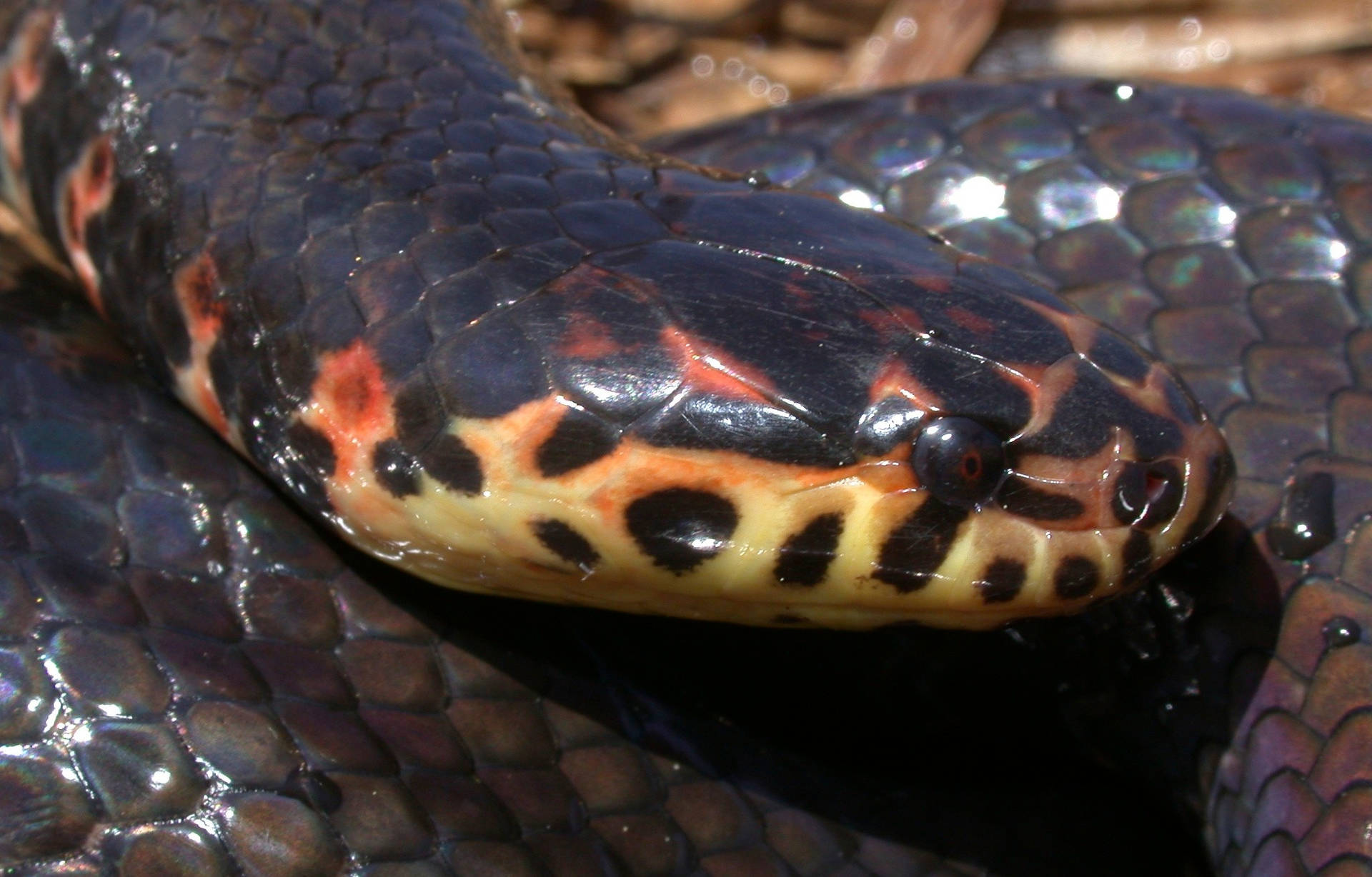 Mud Snake With Pitch-black Eyes Background