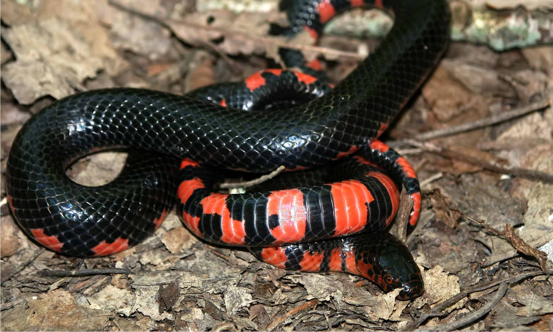 Mud Snake With Polished Black Scales Background