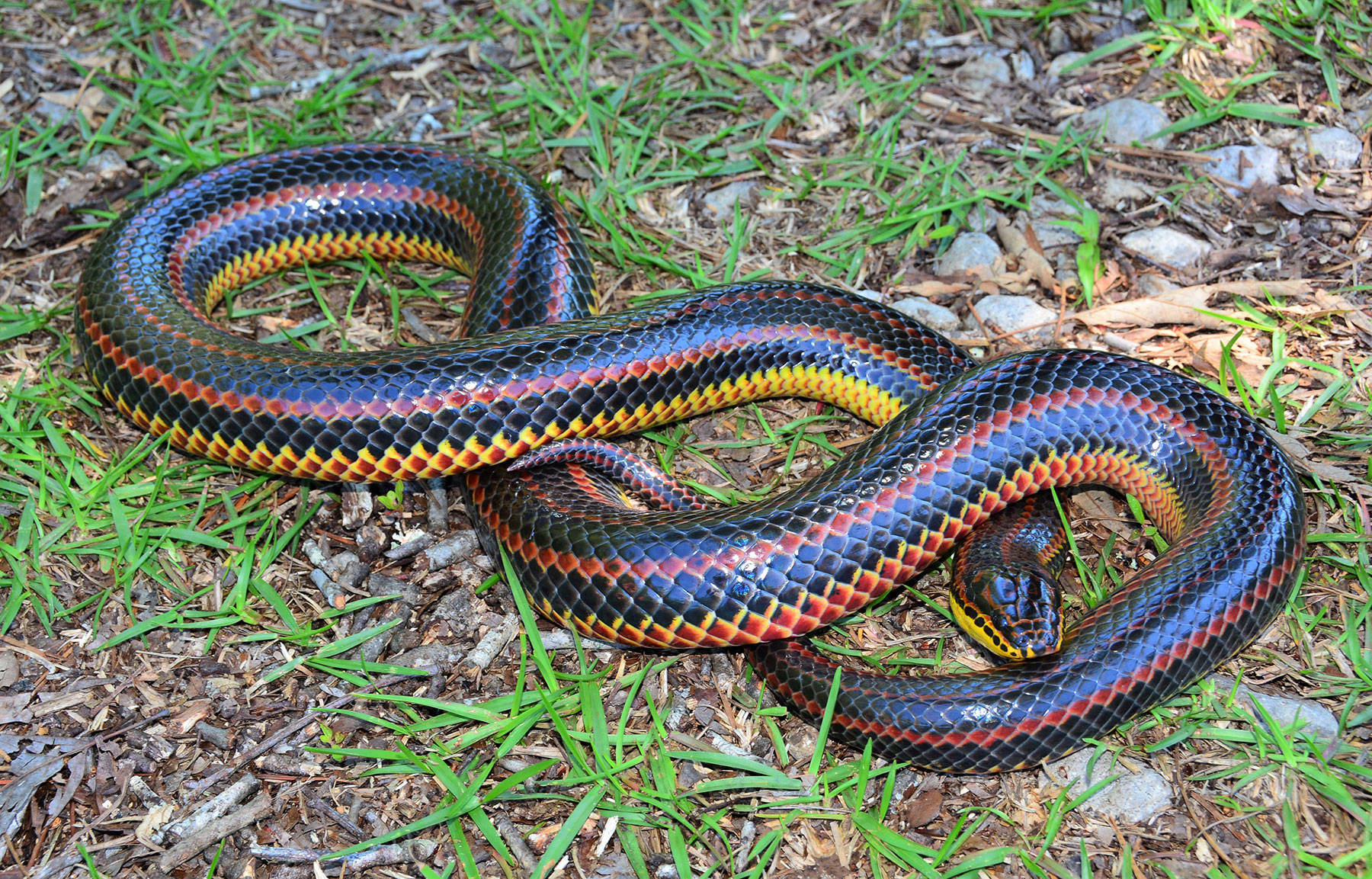 Mud Snake With Shiny Iridescent Scales Background