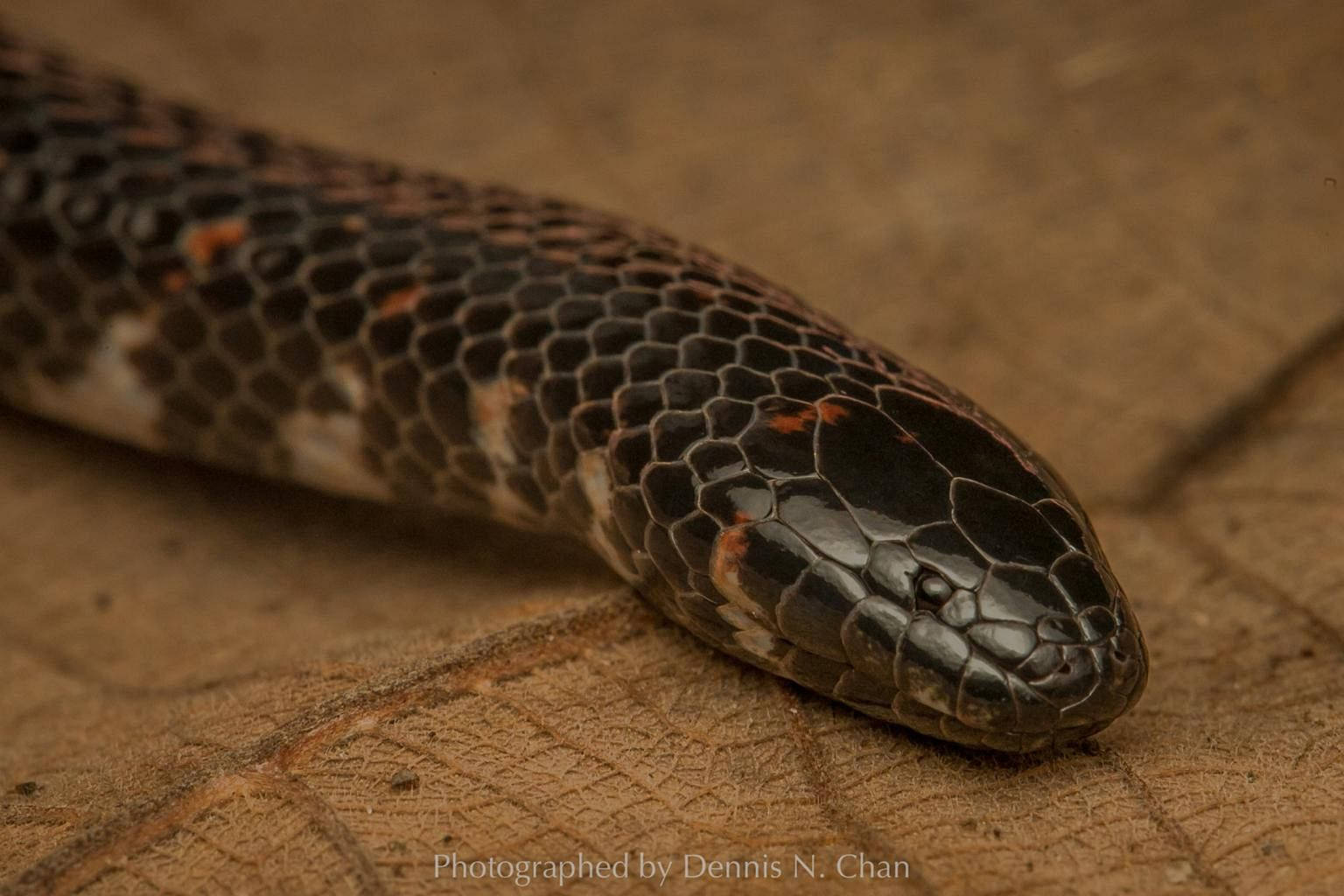 Mud Snake With Small Beady Eyes Background