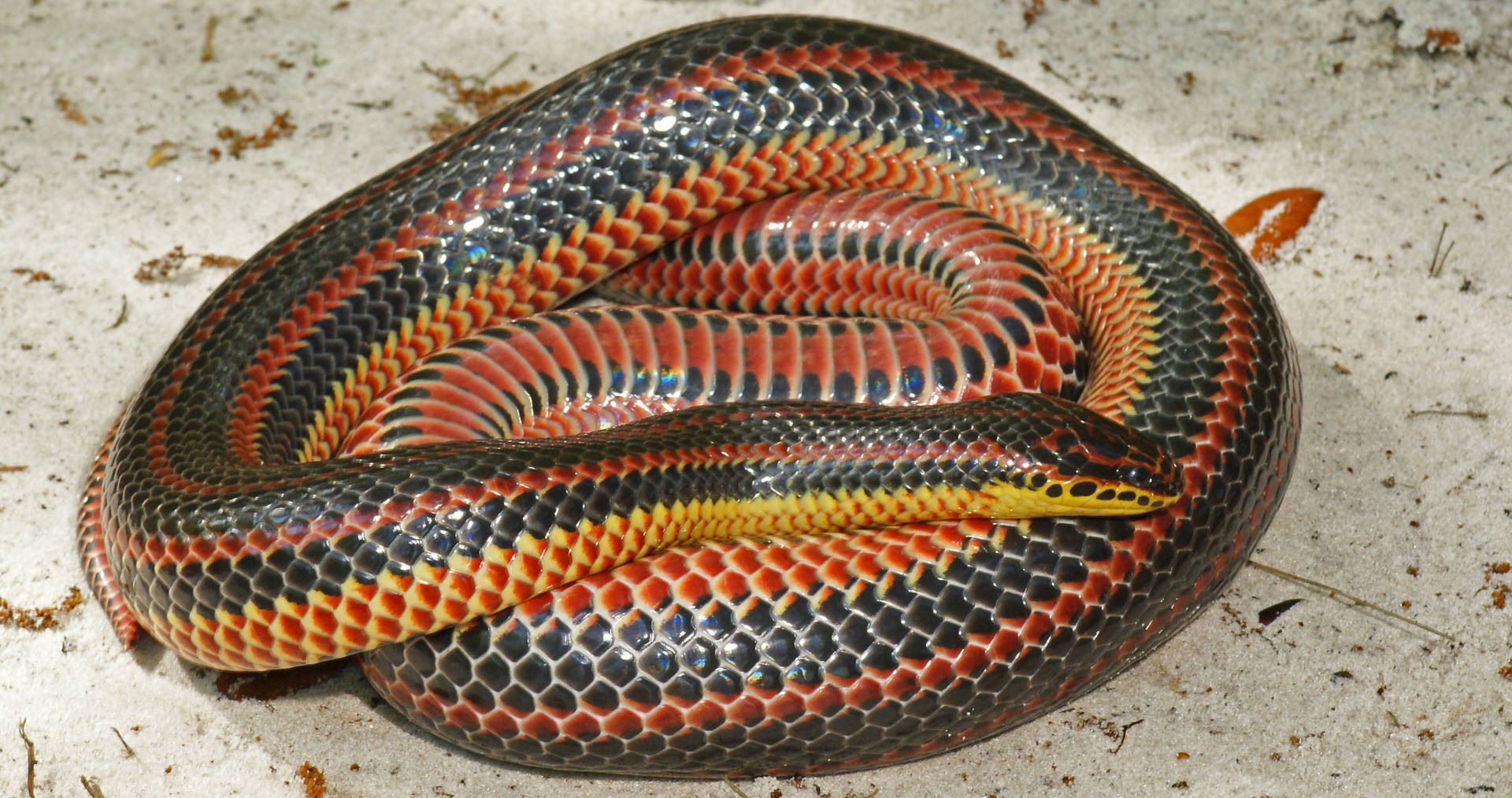 Mud Snake With Stunning Iridescent Scales Background