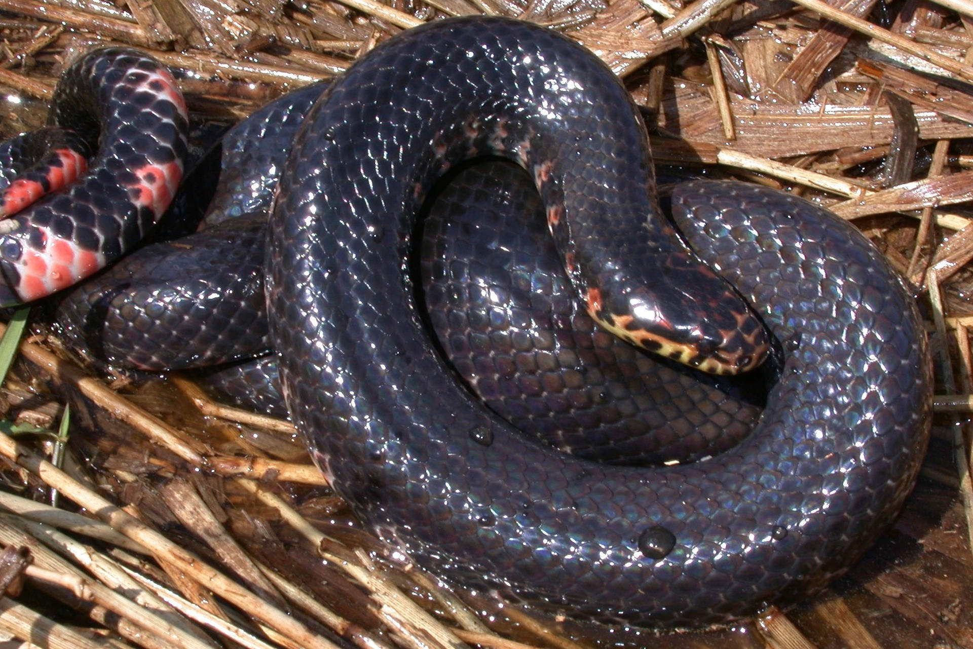 Mud Snake With Uniform Black Body Background