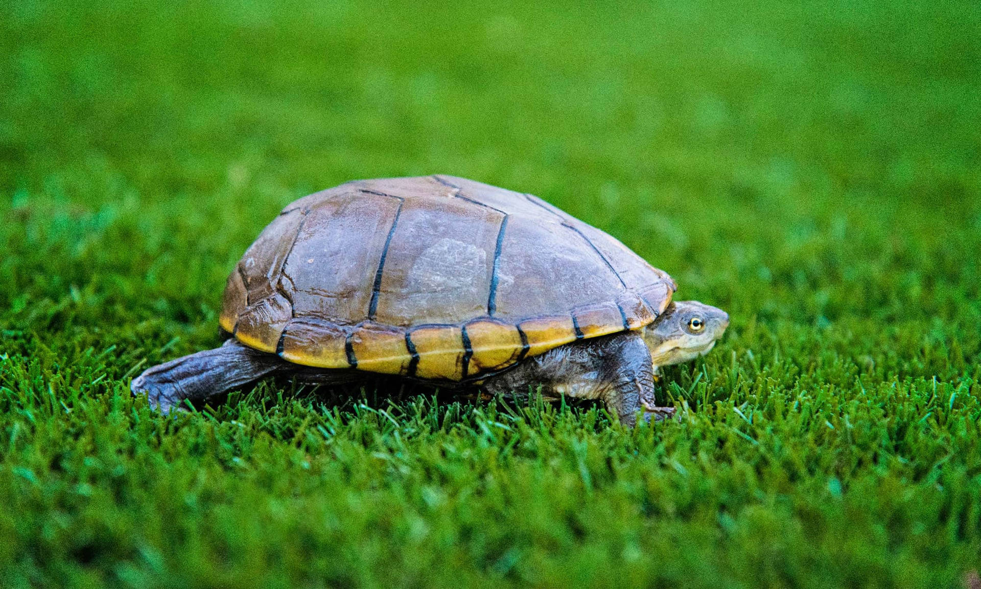 Mud Turtle Adventure In Nature Background