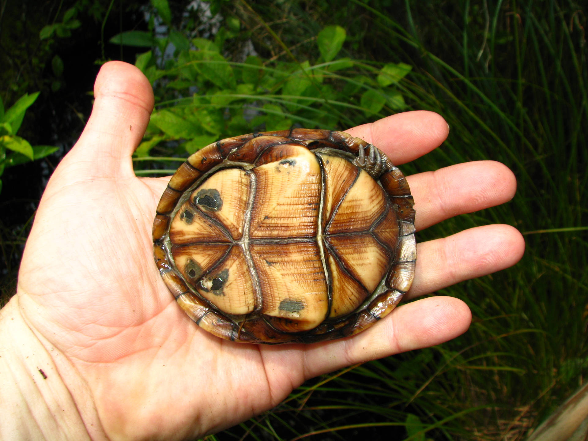 Mud Turtle Brown Plastron Background