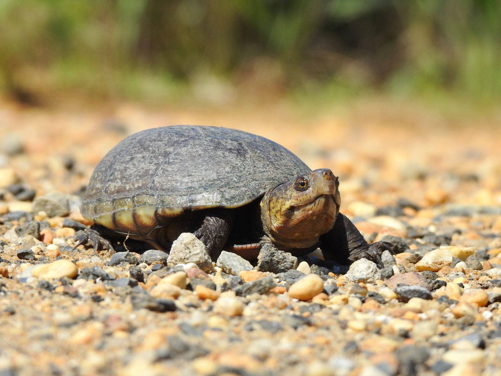 Mud Turtle Cold-blooded Animal Background