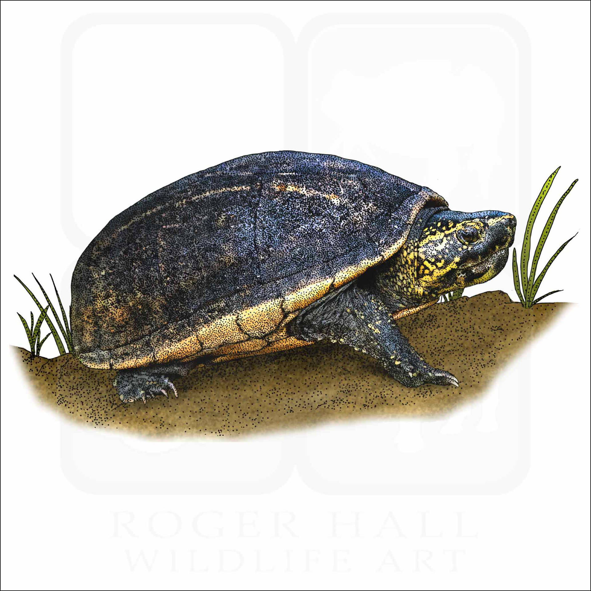 Mud Turtle Colored Illustration Background