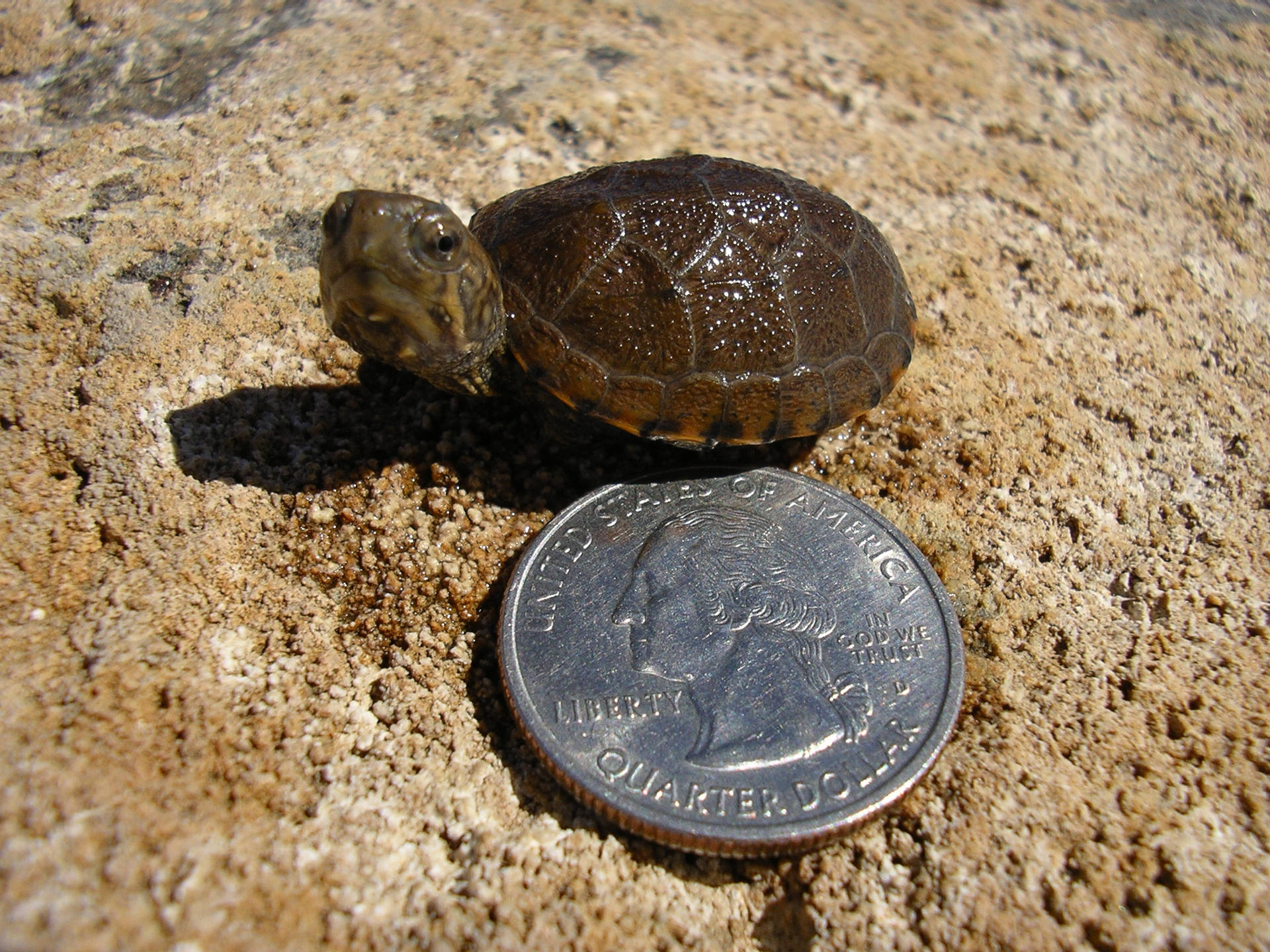 Mud Turtle Compared To A Coin Background