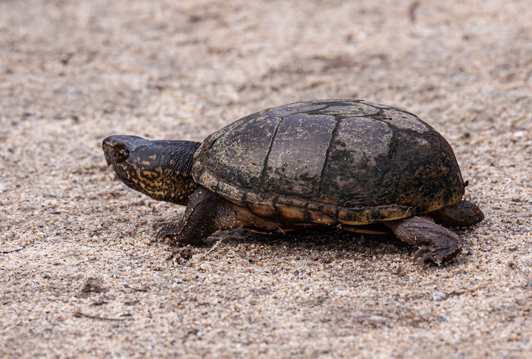 Mud Turtle Crawling On Dirt Background