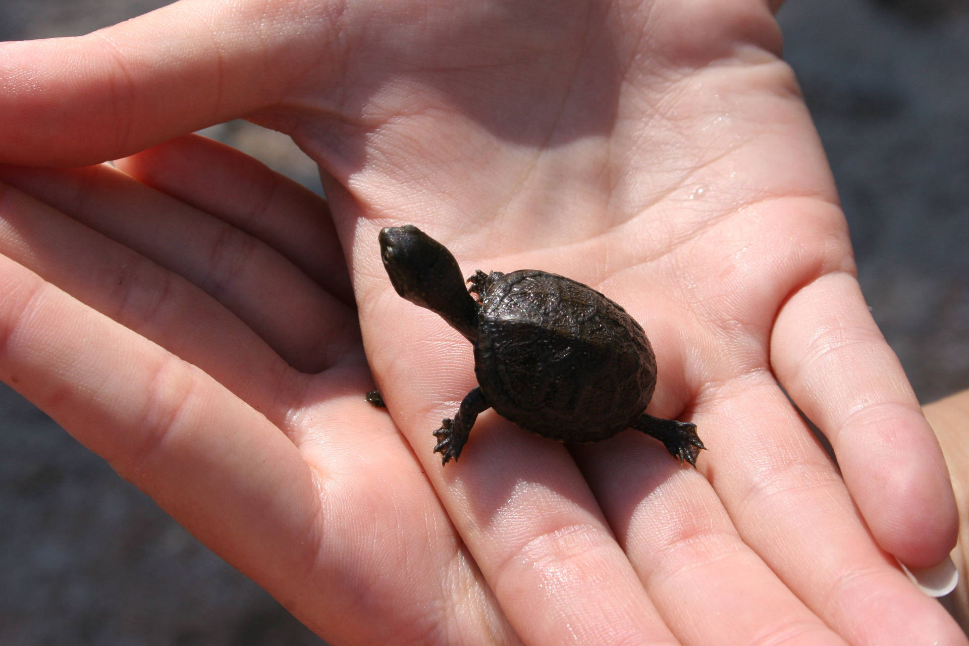 Mud Turtle Crawling On Hands Background