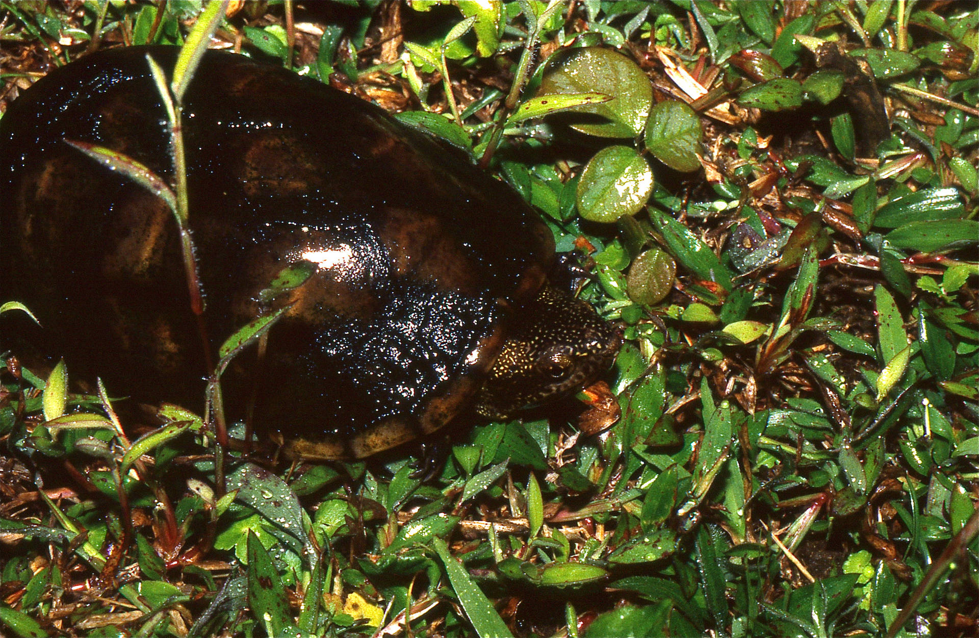 Mud Turtle Crawling On The Grass Background