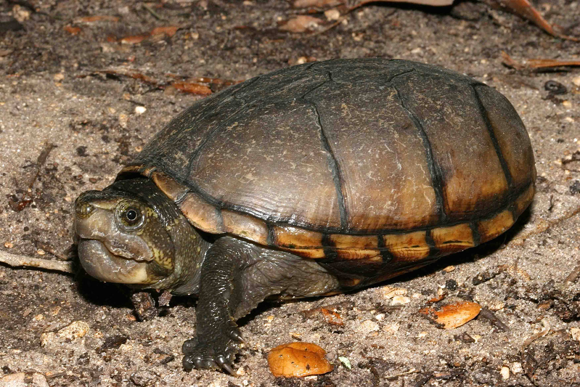 Mud Turtle Crawling On The Ground Background