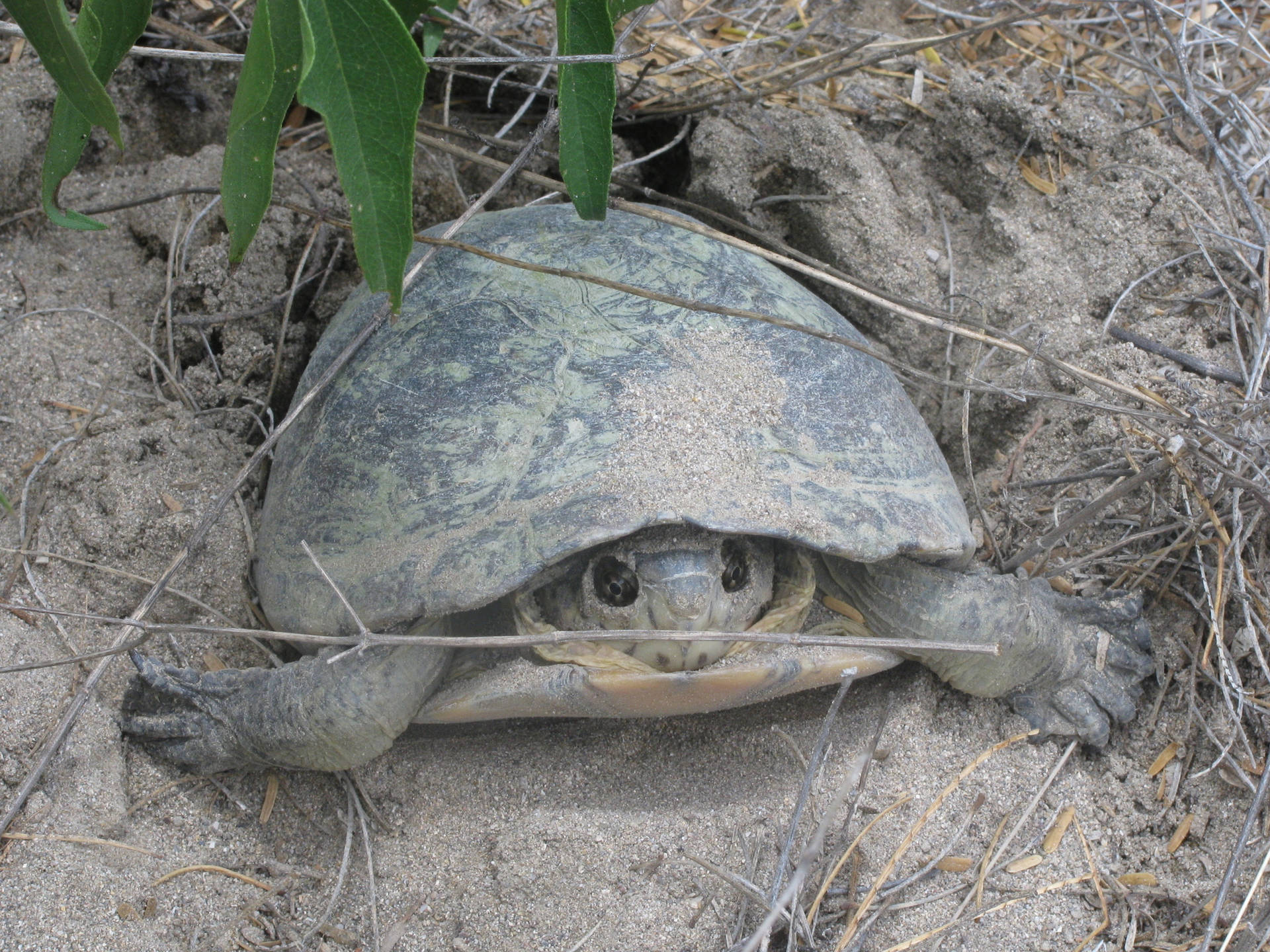 Mud Turtle Digging A Hole