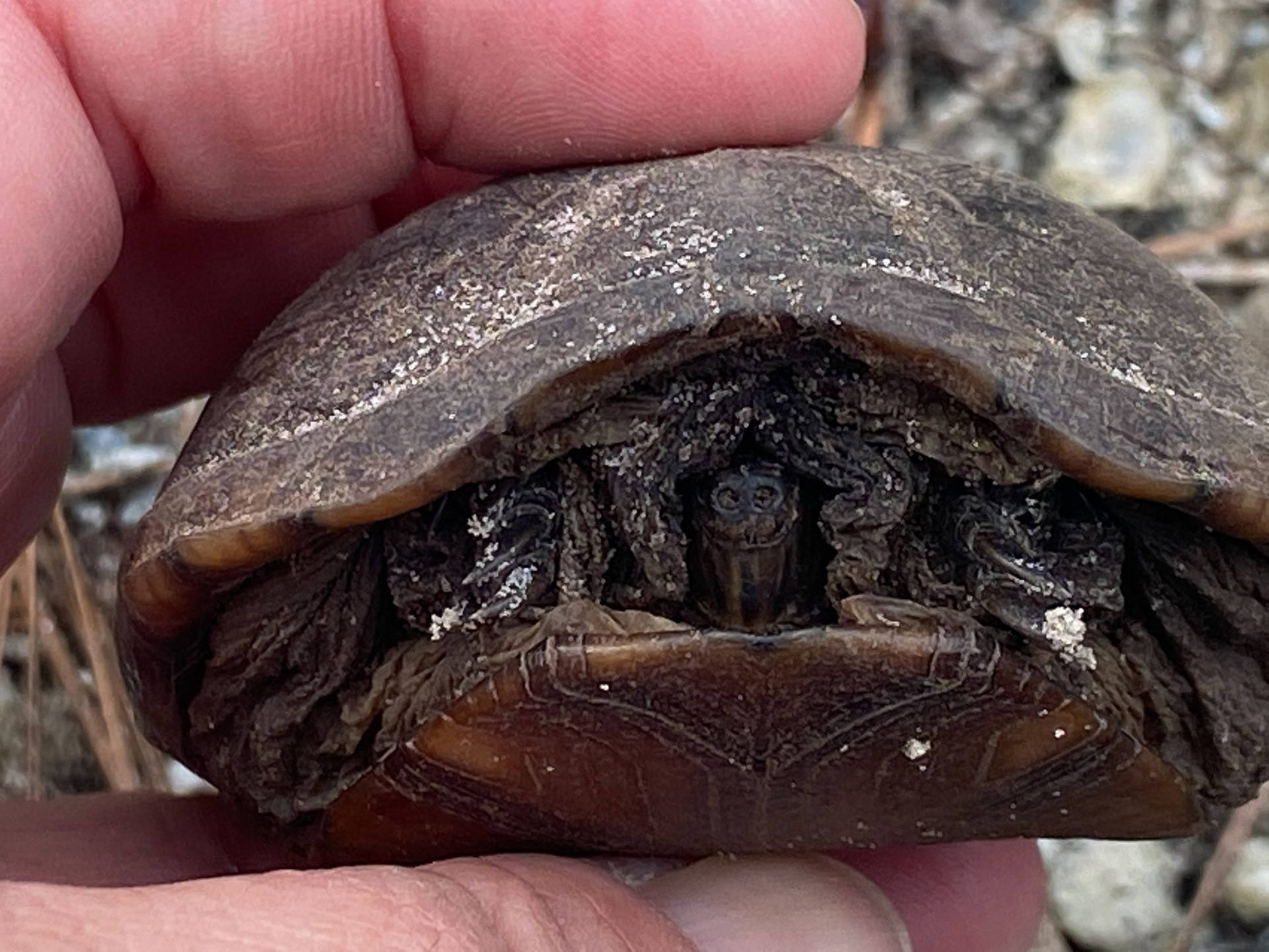 Mud Turtle Hiding In Its Shell Background