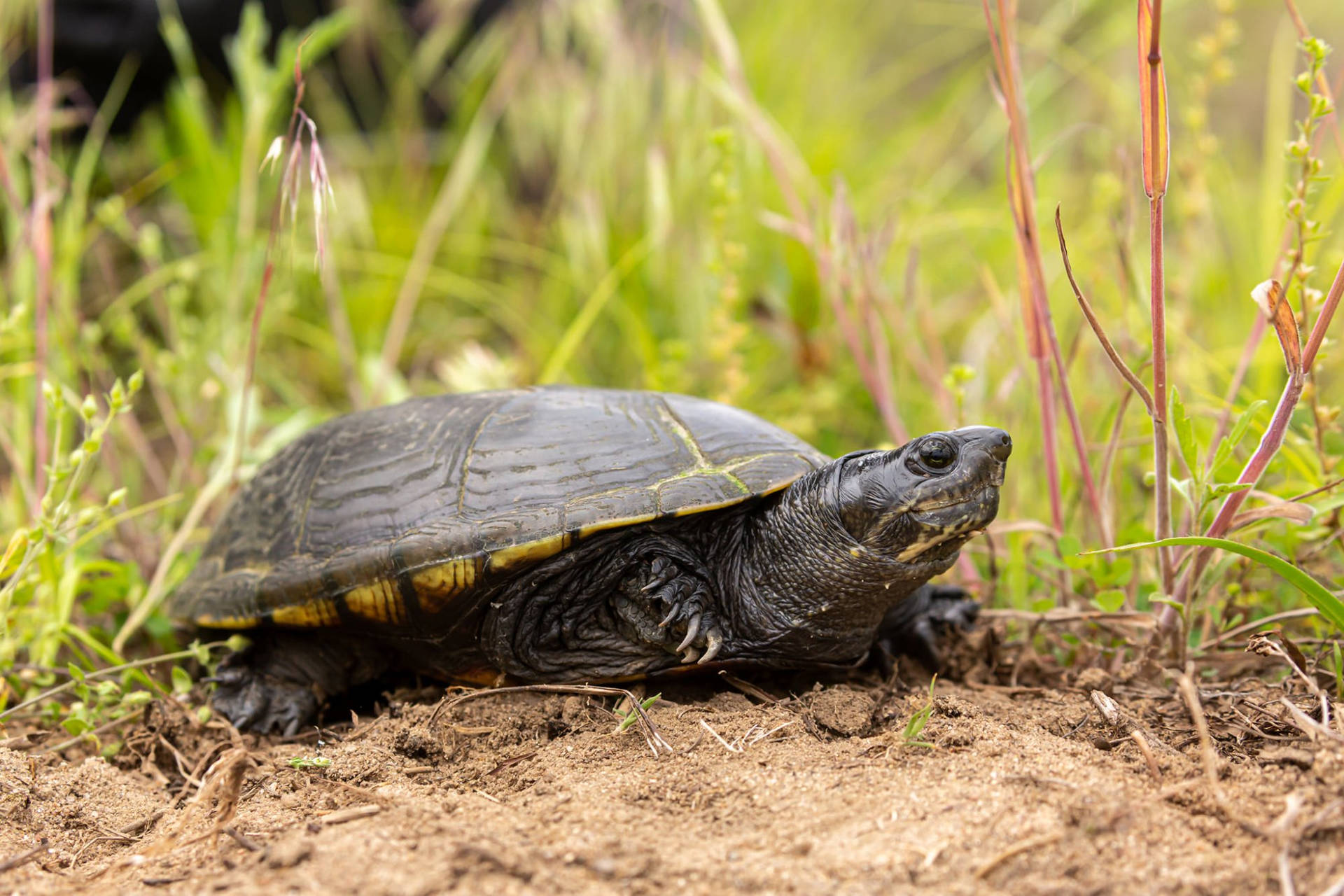 Mud Turtle In Forest With Sand Background