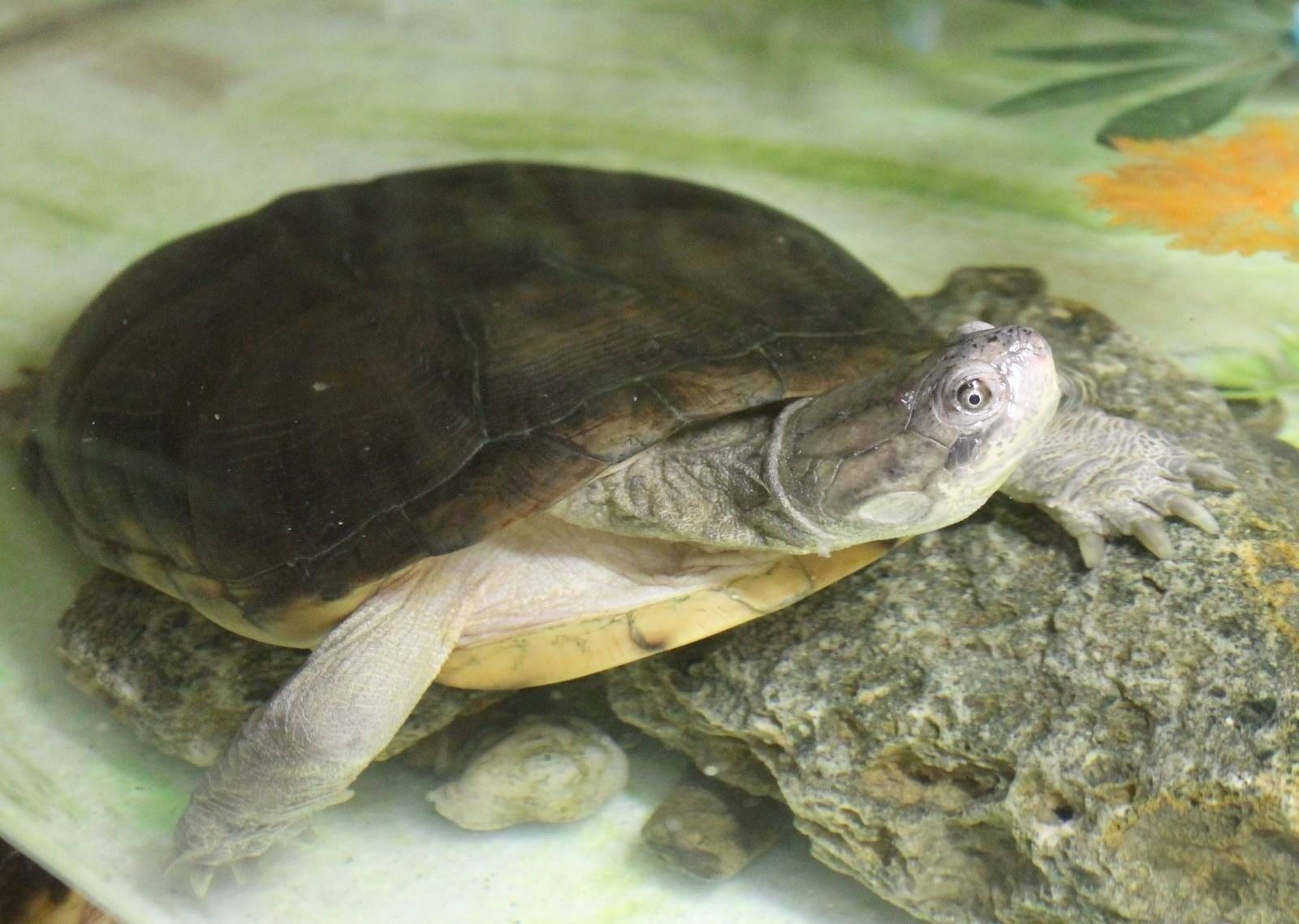 Mud Turtle Inside A Fish Bowl Background