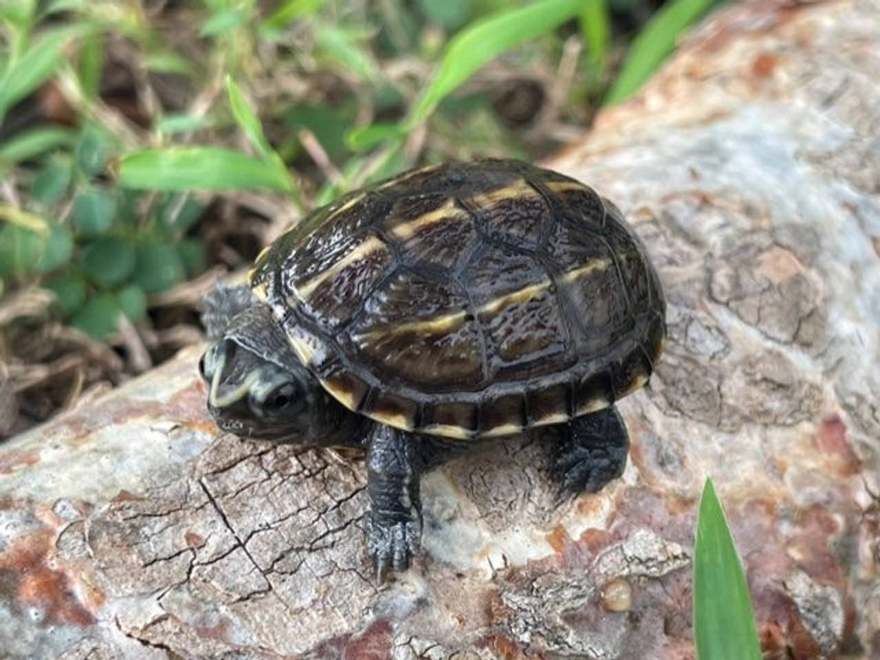 Mud Turtle On A Tree Trunk Background