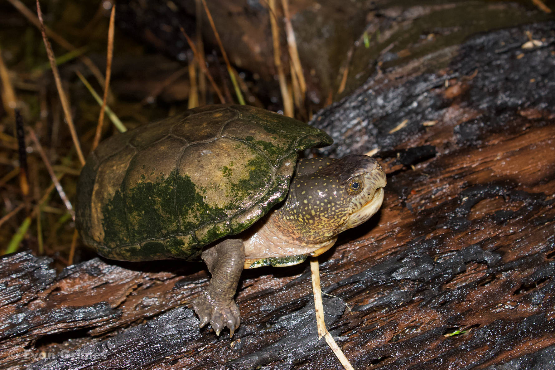 Mud Turtle On Rotting Wood Background