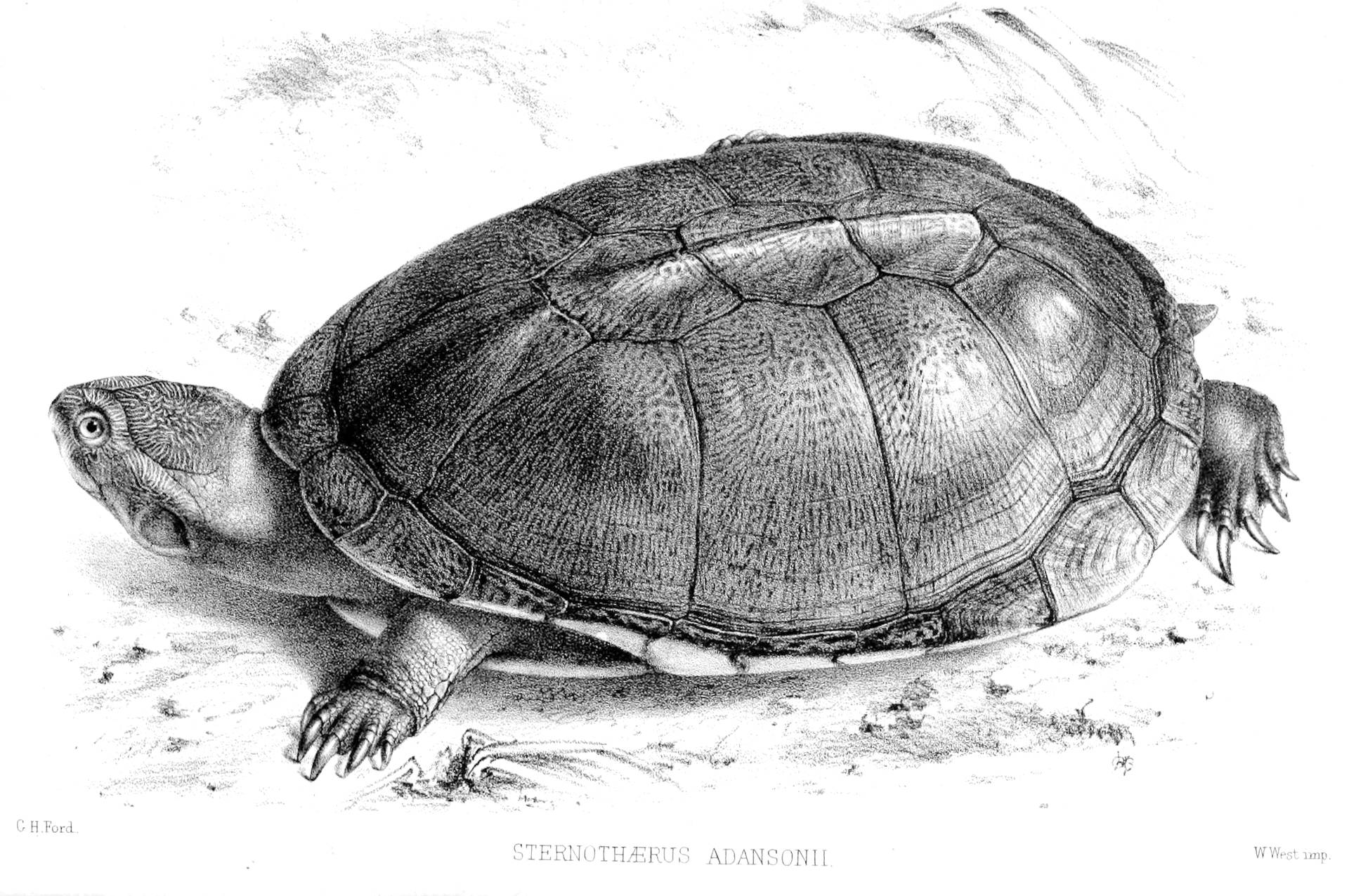 Mud Turtle Realistic Illustration Background