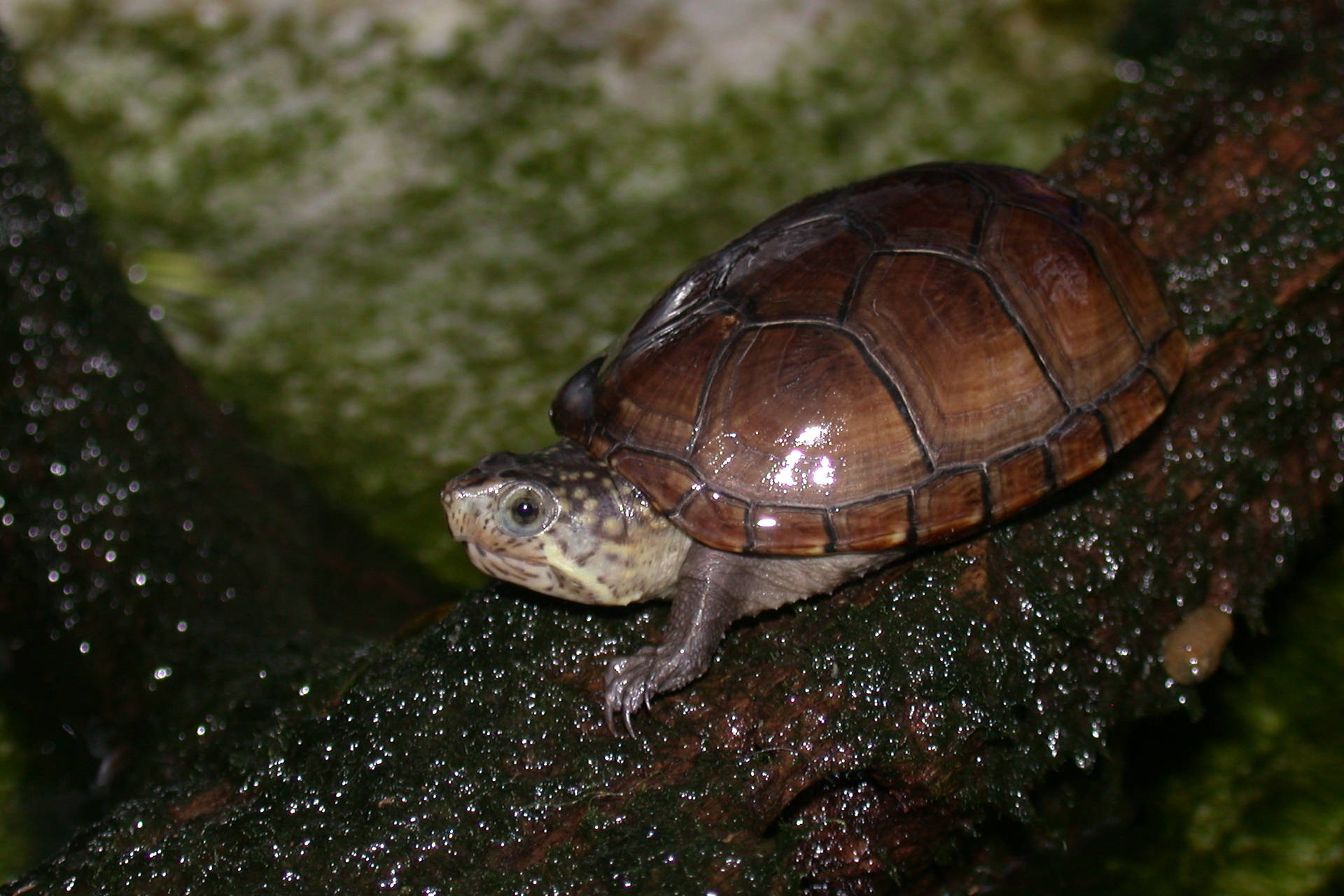 Mud Turtle Resting On A Log Background