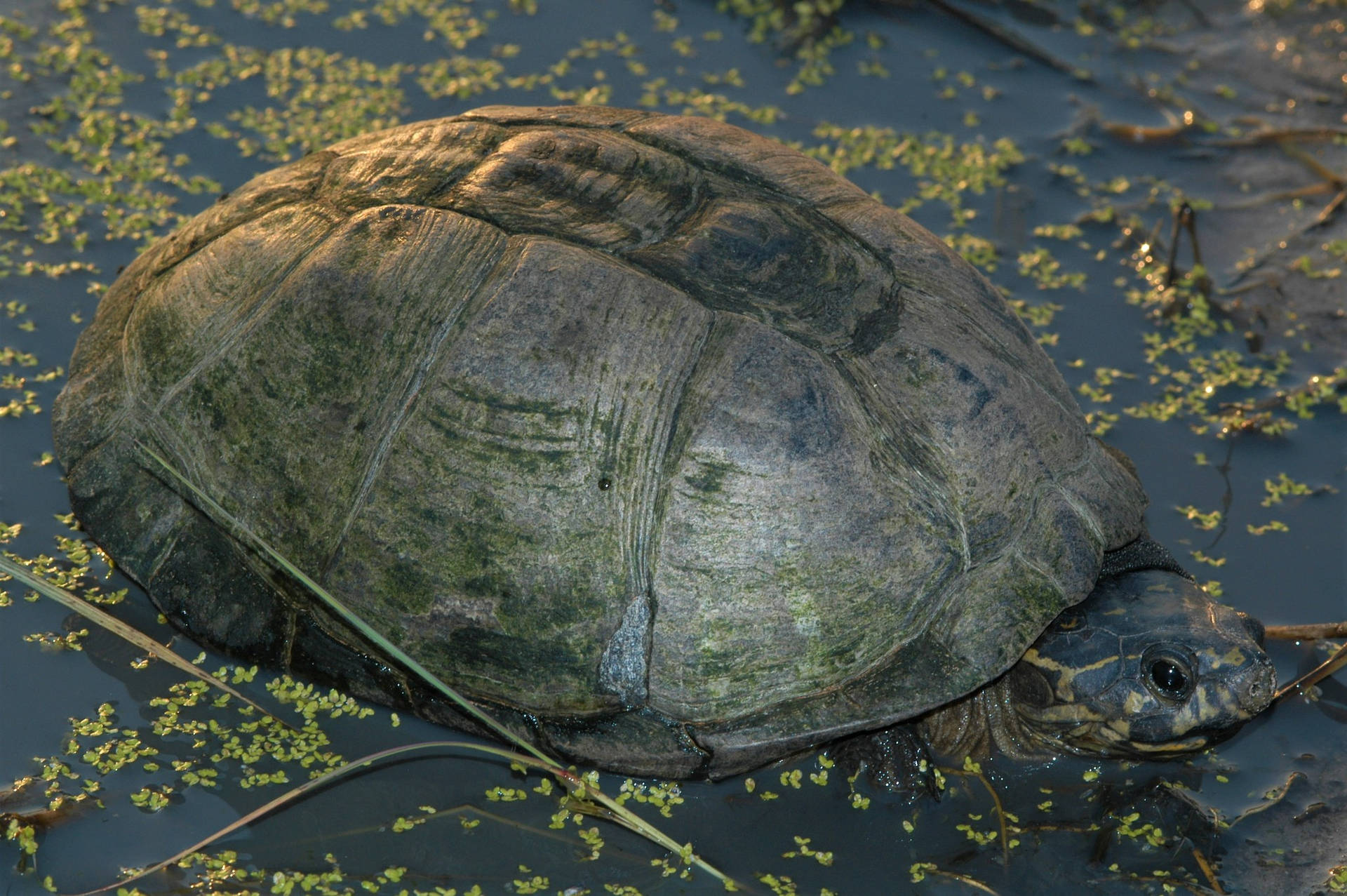 Mud Turtle's Gray Mossy Shell Background