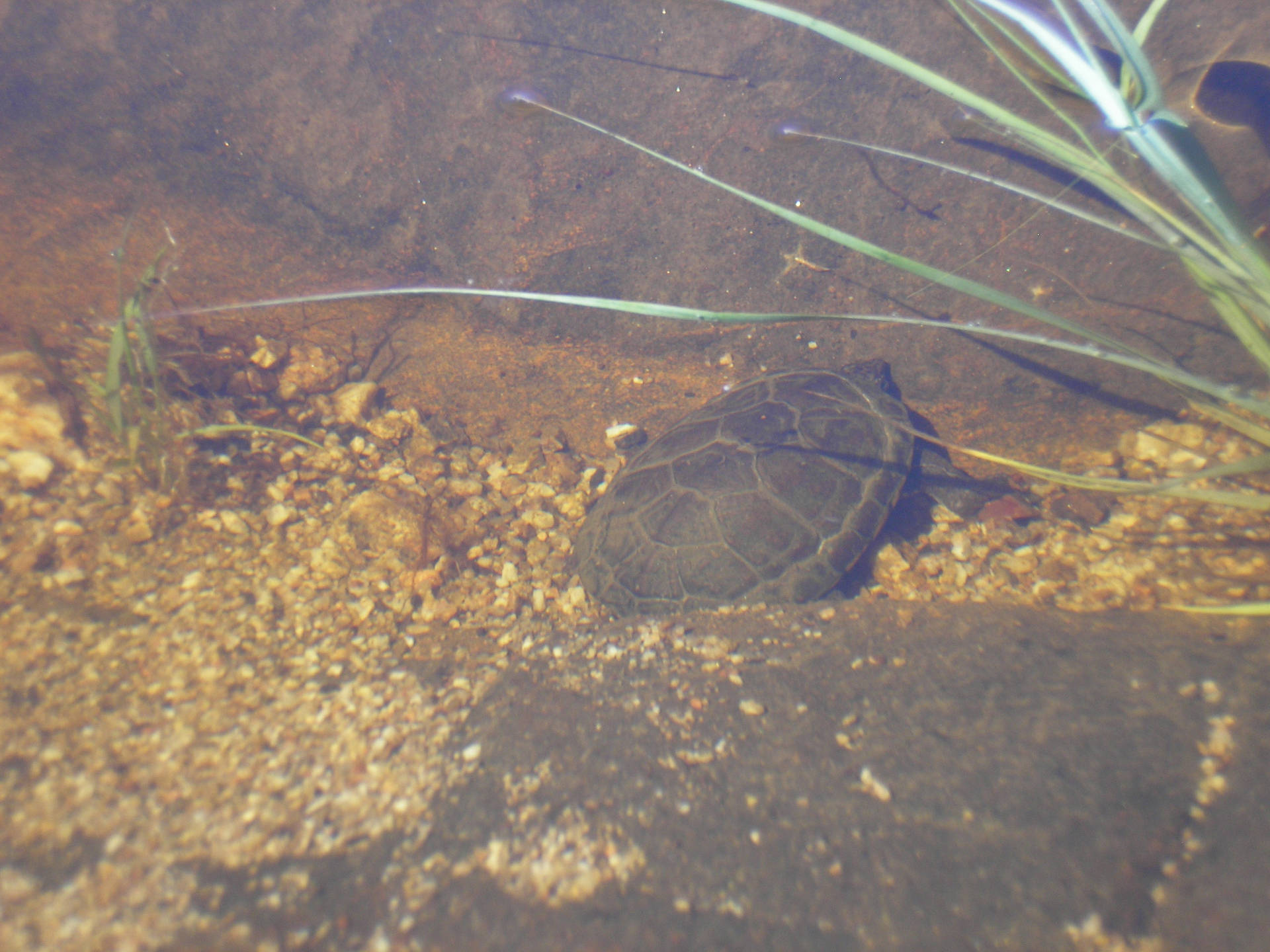 Mud Turtle Submerged Underwater Background