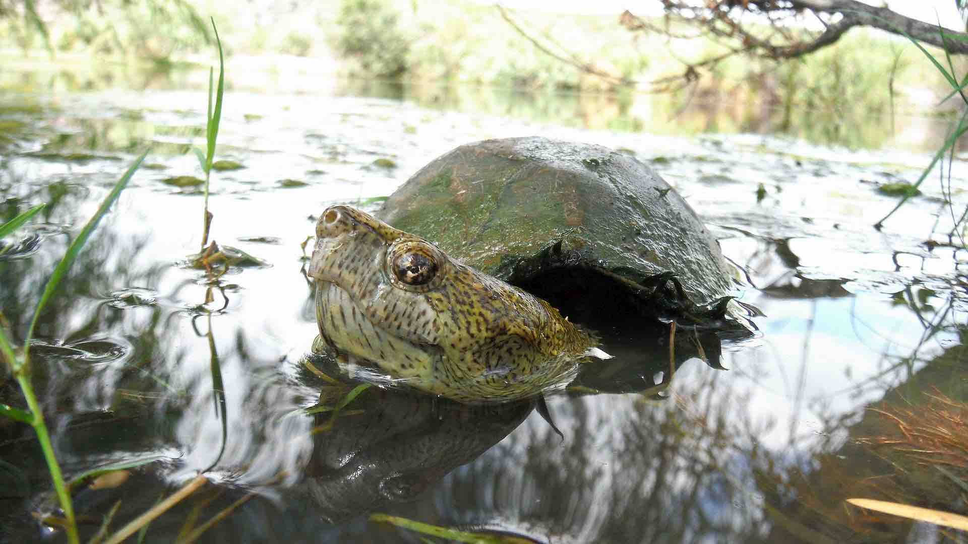 Mud Turtle Swimming In A River Background