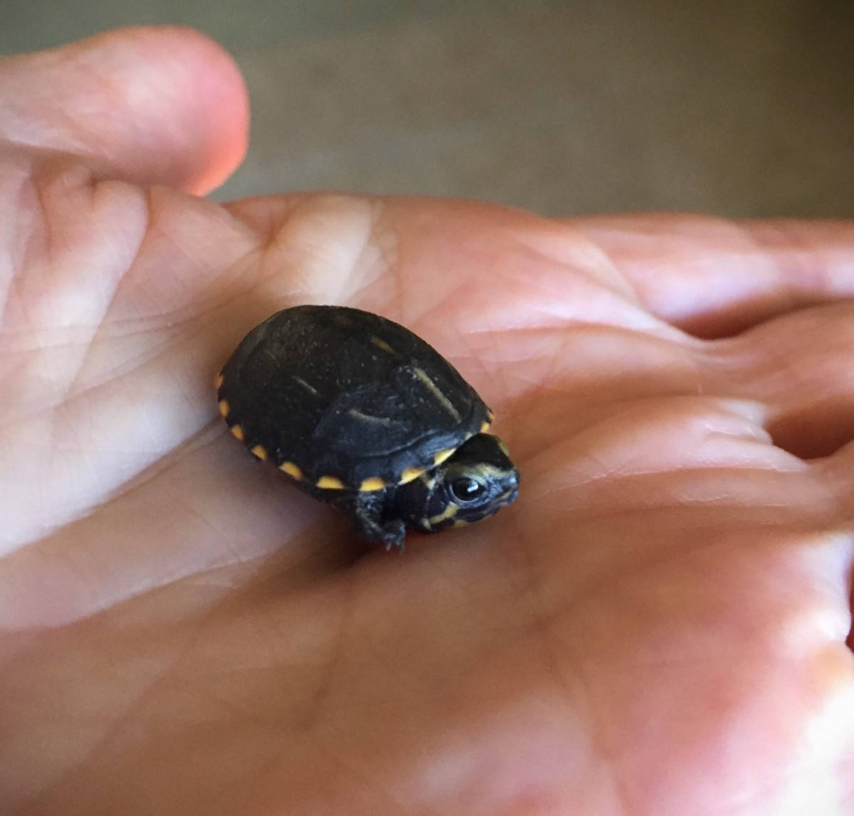 Mud Turtle Tiny Hatchling Background