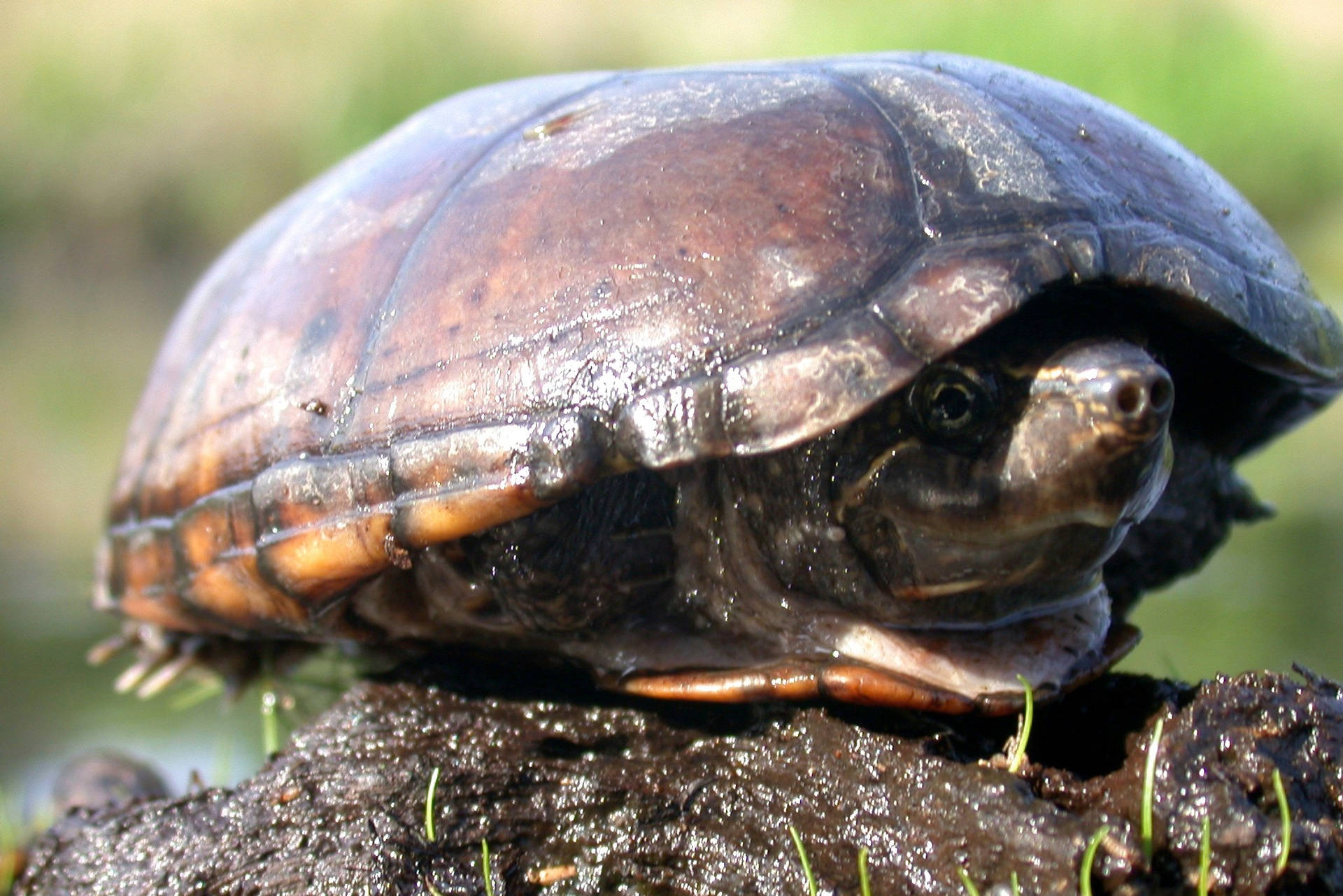 Mud Turtle Tucked Inside Its Shell Background