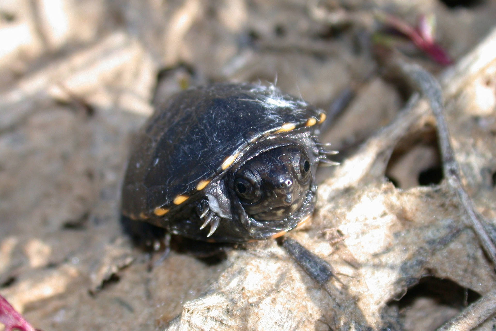 Mud Turtle Tucked Inside Tiny Shell Background